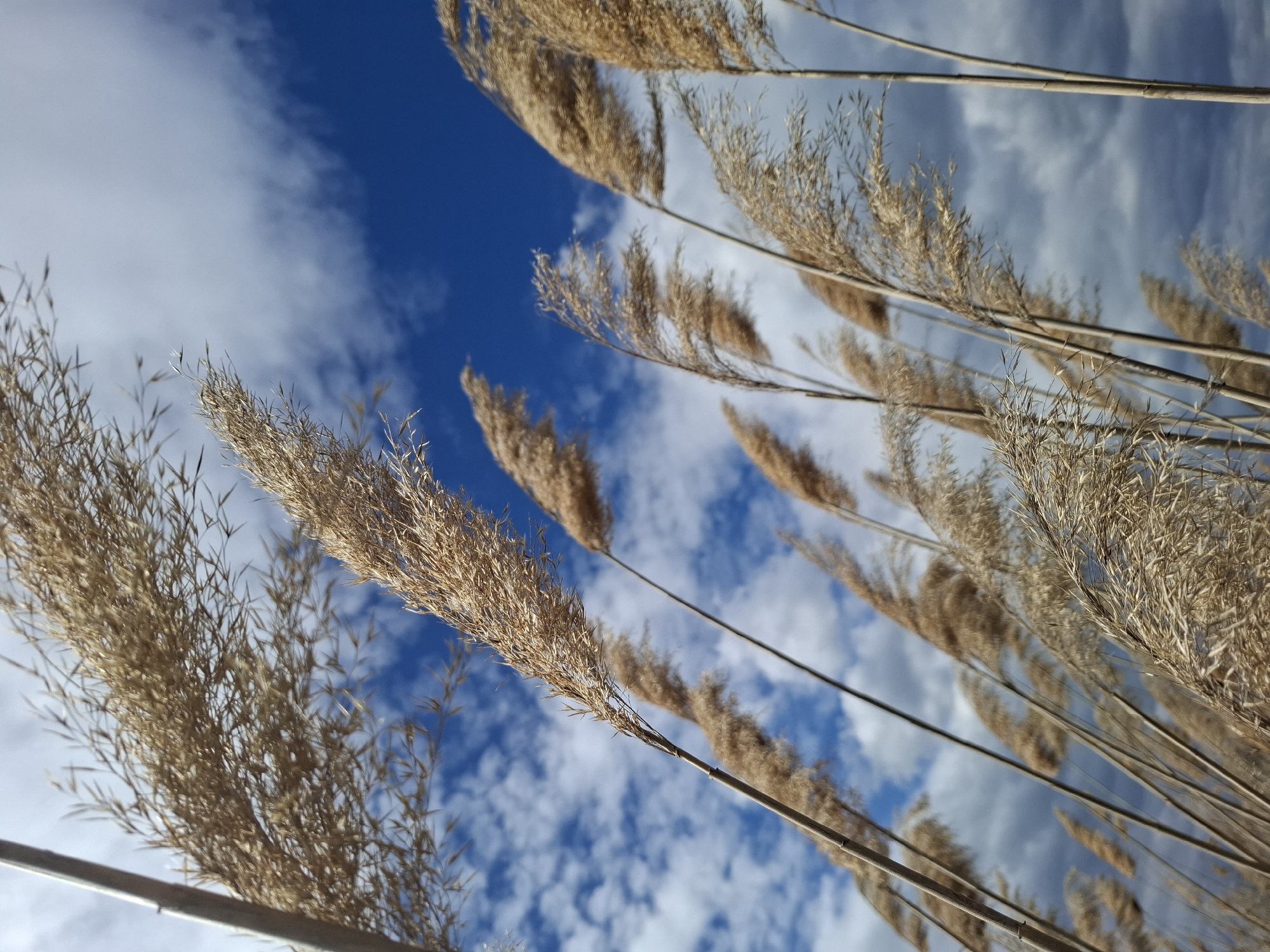 The image shows a low-angle view of tall, dry grasses against a partly cloudy blue sky. The grasses are light brown and appear to be reeds or similar plants, with feathery seed heads. The sky is a mix of deep blue and white clouds, with the clouds appearing as distinct patches. The composition suggests a natural setting, likely a field or marsh area, within the city of Treshchevka, Russia. No people, specific objects or interactions are visible.