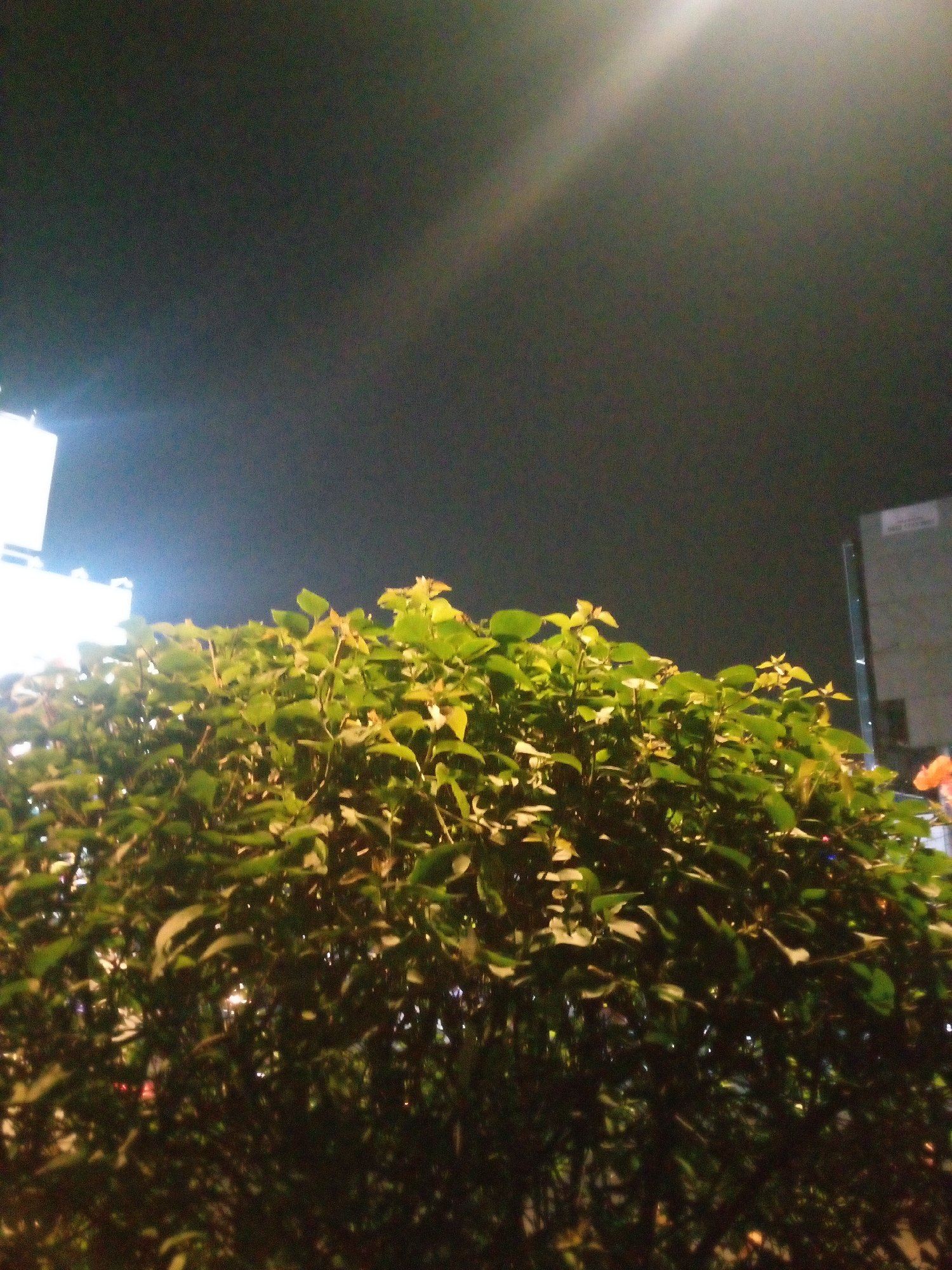The image depicts a dense green bush in the foreground, illuminated by artificial light sources. In the background, a dark night sky is visible, with faint lights from distant buildings and a prominent light beam originating from the upper right. To the left of the bush, a white rectangular structure, possibly a building or advertisement, is partially visible and brightly lit. To the right, a portion of a gray building with windows can be seen. The overall scene suggests an urban environment at night.