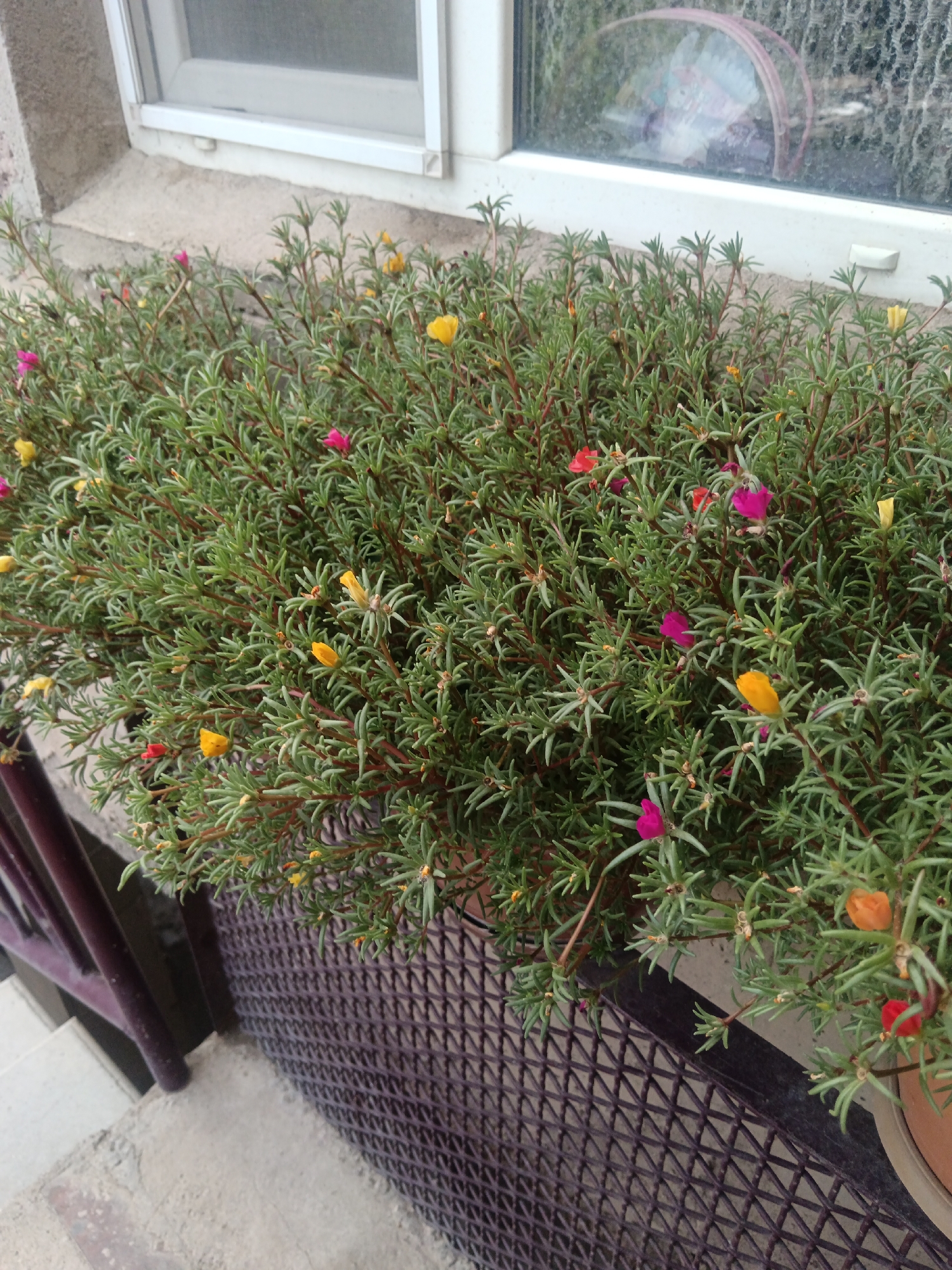 This is a close-up, eye-level, outdoor, daytime photograph of a planter box filled with dense, green, succulent-like plants. The plants are adorned with numerous small, vibrant flowers in shades of yellow, pink, orange, and red. The planter box is positioned on a ledge in front of a window. The window has a white frame, and the glass reflects a blurry image of a pink object. The ledge appears to be concrete. To the left of the planter box, a dark purple railing is visible, and below that, a section of concrete stairs. A dark, patterned metal mesh is situated behind the planter box, forming a backdrop. The scene is located in Aragatsavan, Armenia. There are no people or animals present in the image, and no specific actions or interactions are depicted.