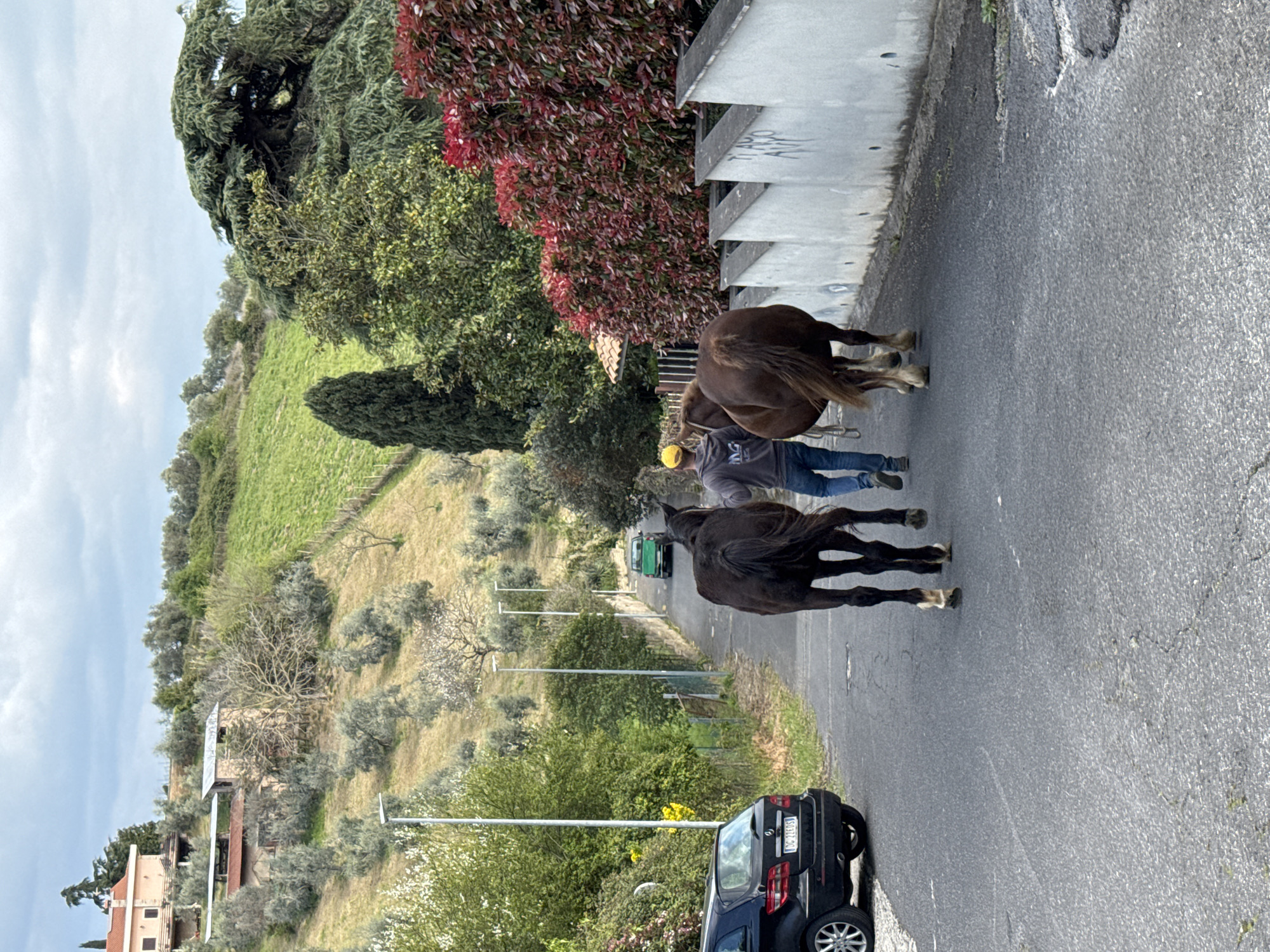 Two horses are being led down a paved road in Castelnuovo di Porto, Italy. A man in a yellow hard hat and gray shirt is walking between the horses, holding their reins. The horse in the front is black, while the horse in the rear is brown. A black car with a license plate DC2185S is parked on the side of the road, and a green vehicle can be seen in the distance. The background features a hillside covered with trees and vegetation, as well as a few houses and street lights. A concrete wall with graffiti is visible on one side of the road.