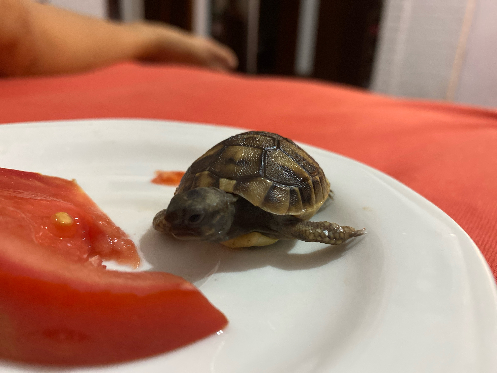 A very small tortoise is positioned on a white plate. To the left of the tortoise, a large slice of ripe tomato is visible. The tortoise is facing towards the tomato, with its head slightly extended. Its shell has a patterned, textured surface. In the background, a person's arm and shoulder are out of focus, resting on a reddish-orange tablecloth. The overall setting appears to be indoors, possibly a dining area, though no specific urban or geographical context is discernible from the image itself, including any indication of Zgrade, Montenegro.