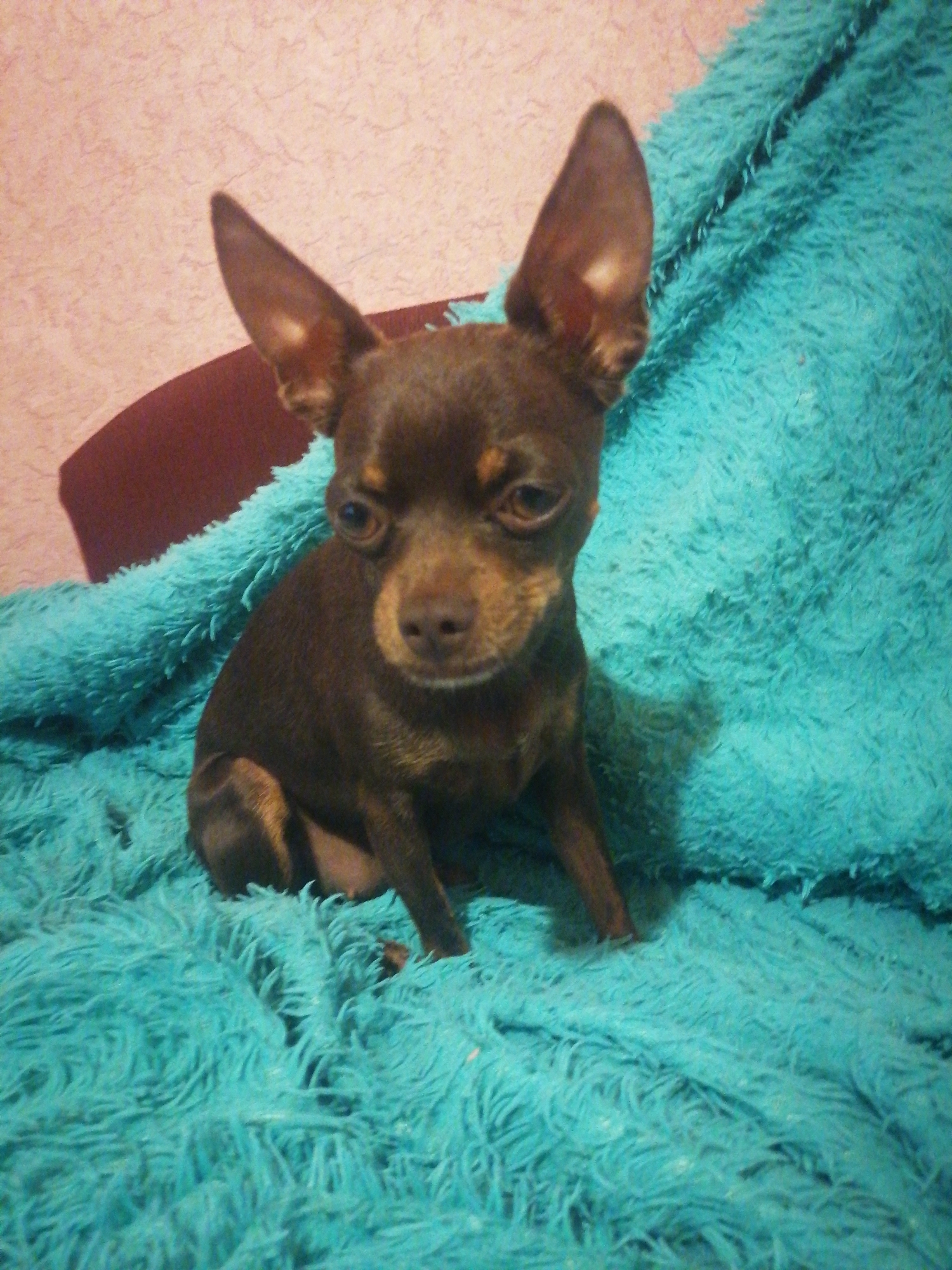 A small, dark brown Chihuahua mix dog with large ears sits on a fluffy, turquoise blanket. The dog is facing forward, with its head slightly tilted. The background is a textured pink wall and a dark maroon surface. The image appears to be taken indoors. The location is Novopokrovka, Russia.