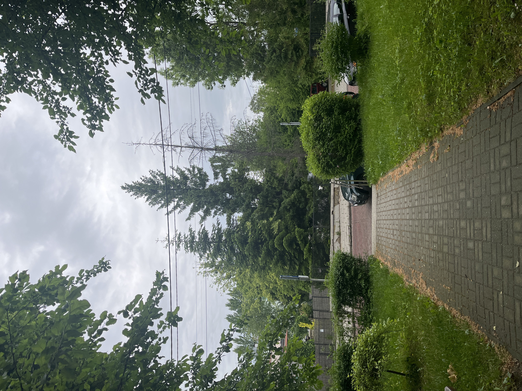 The image depicts a street scene in an unknown city. A paved brick path extends into the scene, flanked by patches of green grass and meticulously trimmed bushes. A metal fence is visible beyond the bushes, delineating the boundary of a property. Parked cars are adjacent to the sidewalk. Overhead, a mixture of deciduous and evergreen trees create a canopy, obscuring parts of the sky, which is overcast with grey clouds. Power lines stretch across the sky. One prominent, tall evergreen tree stands out in the scene. A dead tree is also visible, with bare branches reaching into the sky.