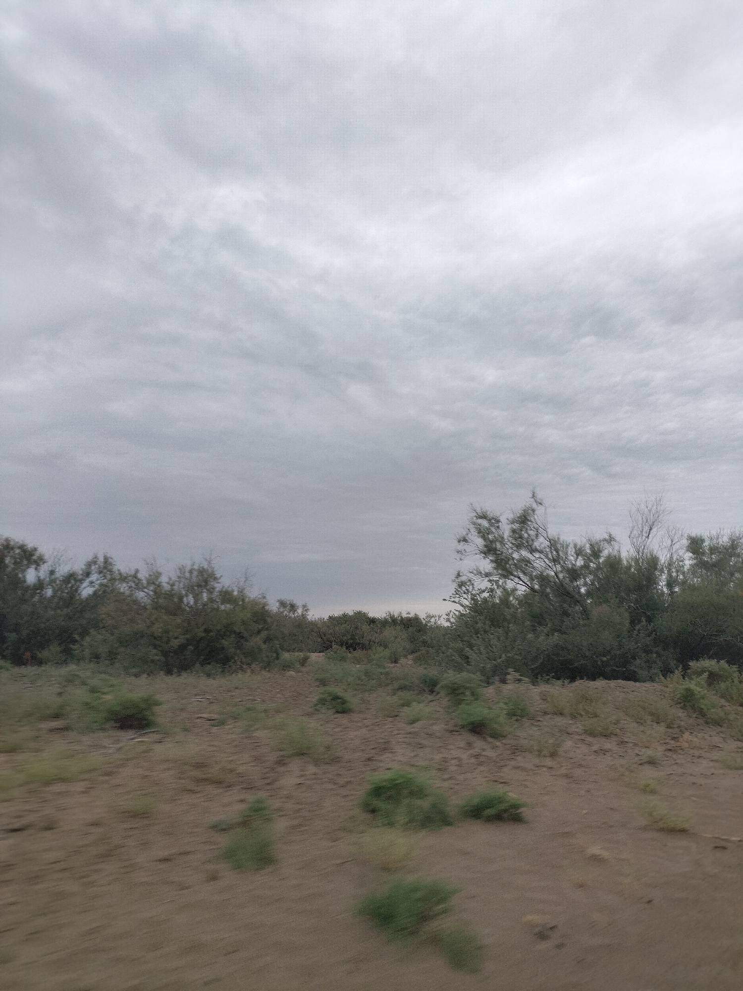 The image depicts a desolate, overcast landscape with a wide expanse of sky filled with gray, textured clouds. In the middle ground, a line of dense green shrubbery and trees stretches across the horizon, with some branches appearing bare and windswept. The foreground is characterized by dry, sandy terrain dotted with sparse patches of green vegetation, some of which are blurred due to motion. The overall impression is one of a rural or semi-arid environment under a dull sky. The location is described as being in the city of Kokzhide, Kazakhstan.