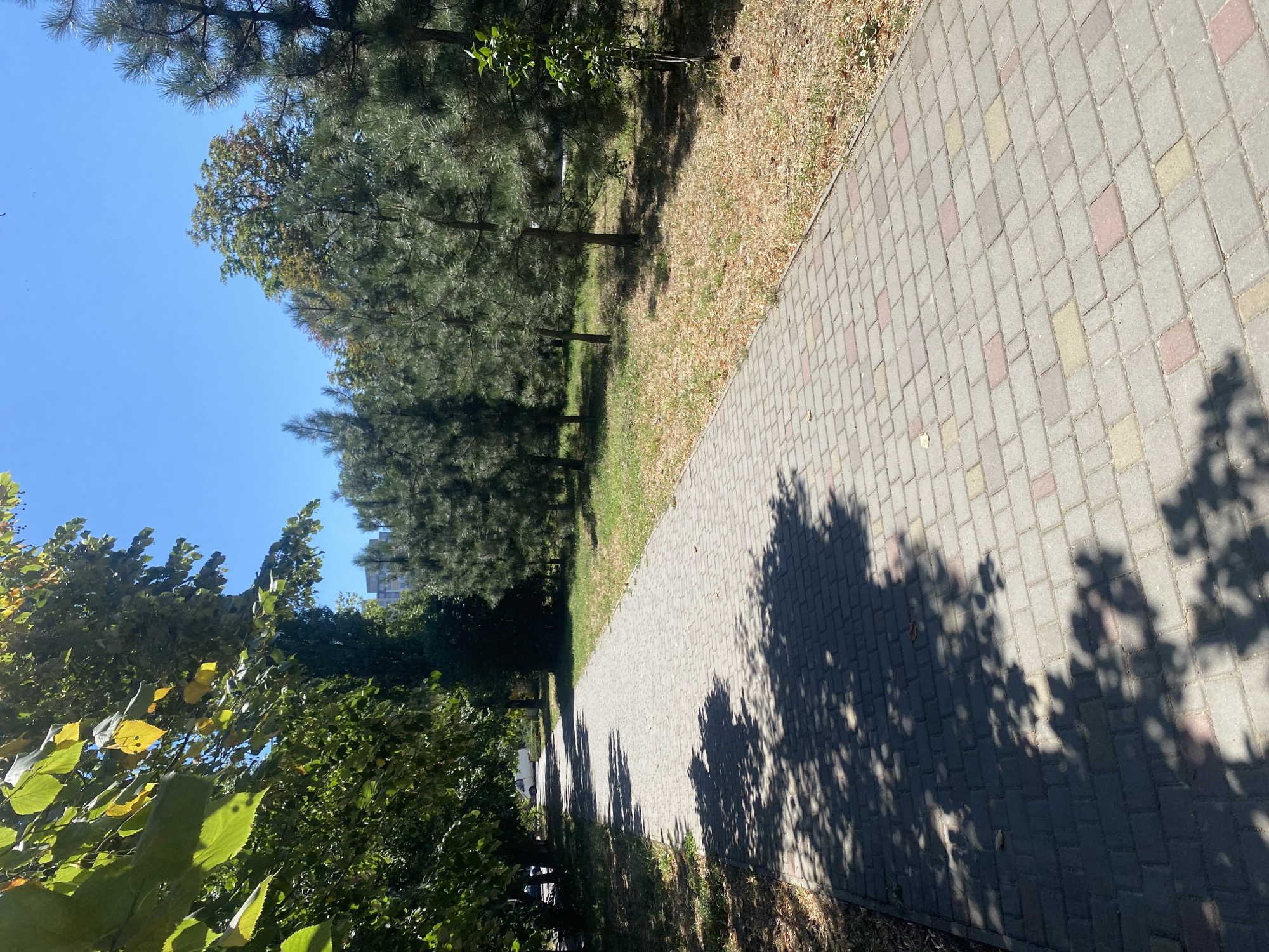 The image depicts a paved walkway in a park or public area, likely in Chornomorsk, Ukraine. The walkway is constructed of interlocking rectangular pavers in various shades of gray, with some pink and yellow accents. Lush green trees line the left side of the path, casting dappled shadows on the ground. The right side of the walkway is bordered by grass and a line of evergreen trees, with dry, fallen leaves scattered on the ground. In the distance, a few modern buildings are visible through the trees, suggesting an urban or suburban setting. The sky is a clear, bright blue. No people or specific actions are discernible in the scene.