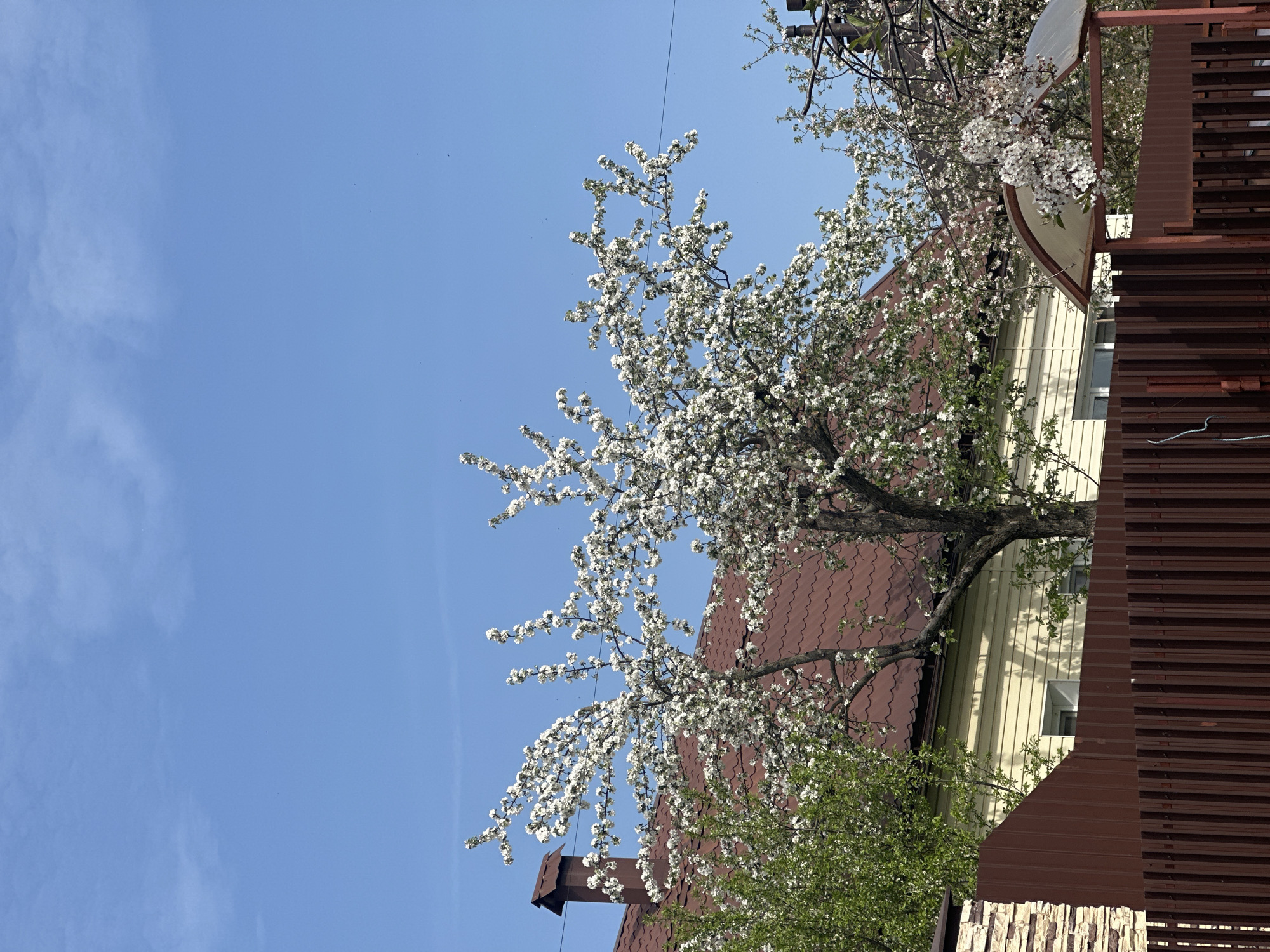 The image shows a residential scene in Nizhny Novgorod, Russia. A blossoming tree with white flowers is prominently featured, with its branches extending across a clear, blue sky. Behind the tree, parts of houses are visible: one with a brown tiled roof and another with a yellow, vertically-paneled facade. A brown, metal fence is in the foreground. The time of year appears to be spring due to the blossoming tree. No people are visible in the image.