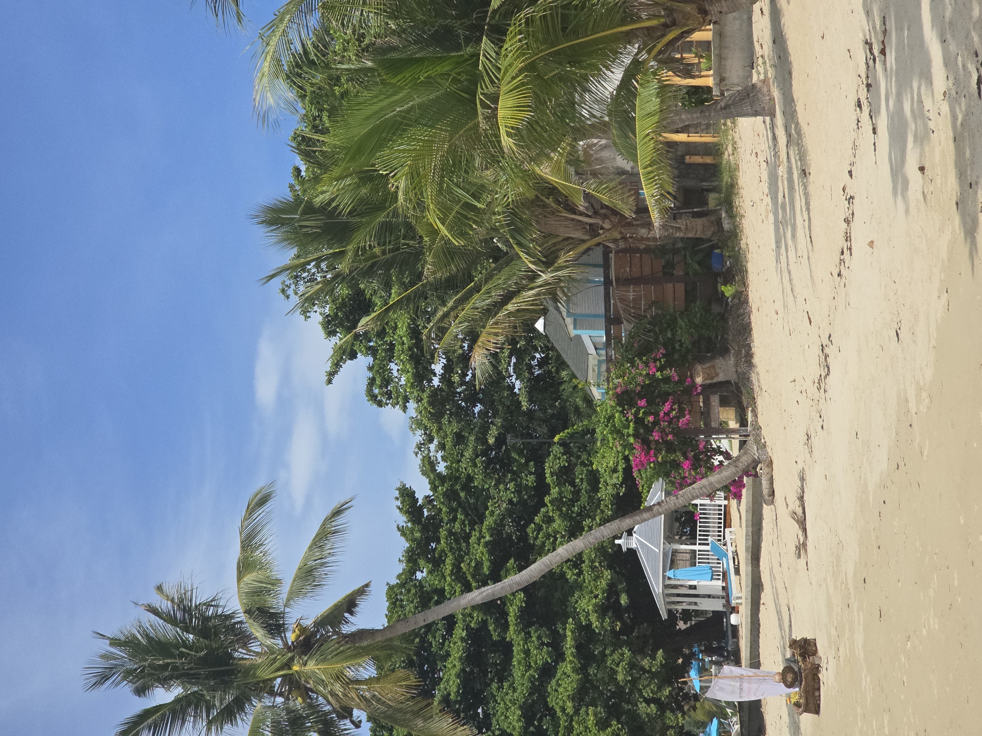 The image depicts a tranquil beach scene on a sunny day, likely in Baan Lamai, Thailand. In the foreground, a sandy beach is visible with scattered debris like dry leaves and twigs. To the left, a small, decorative boat-like structure is placed on the sand, adorned with a white sail and a woven basket.
Further inland, a white gazebo with a peaked roof stands prominently, featuring blue lounge chairs and umbrellas, suggesting a relaxation area. Adjacent to the gazebo, lush green foliage and vibrant pink bougainvillea flowers add a splash of color. Palm trees are scattered throughout the scene, with their fronds casting shadows on the sand. In the background, a light-colored building with blue accents is partially visible behind the palm trees. The sky above is a clear blue with a few scattered white clouds, indicative of fair weather. No people are present in the image.