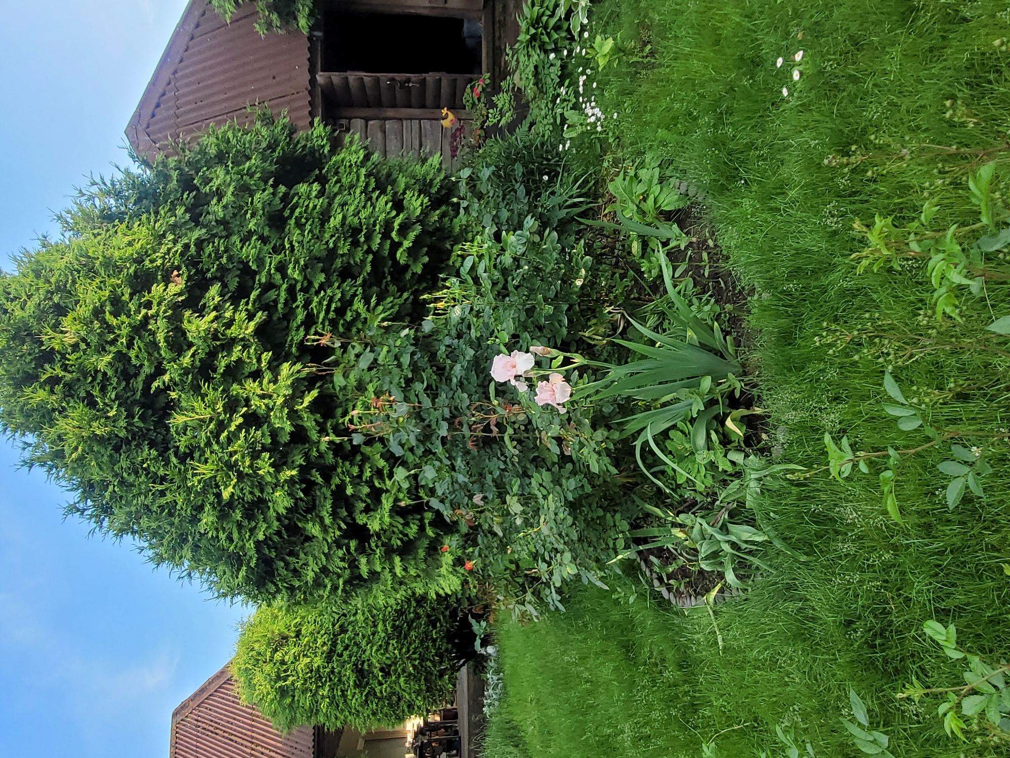 The image depicts a yard with a wooden structure resembling a shed or small house with a corrugated metal roof. In front of the structure is a lush garden area with several large evergreen trees, a rose bush with several buds and some red flowers, and a blooming pink iris. The grass is green and appears to be recently mown. The sky is clear and blue. The image is a still shot, with no people or animals visible. The location is identified as Navapolski Sel'ski Savet, Belarus.