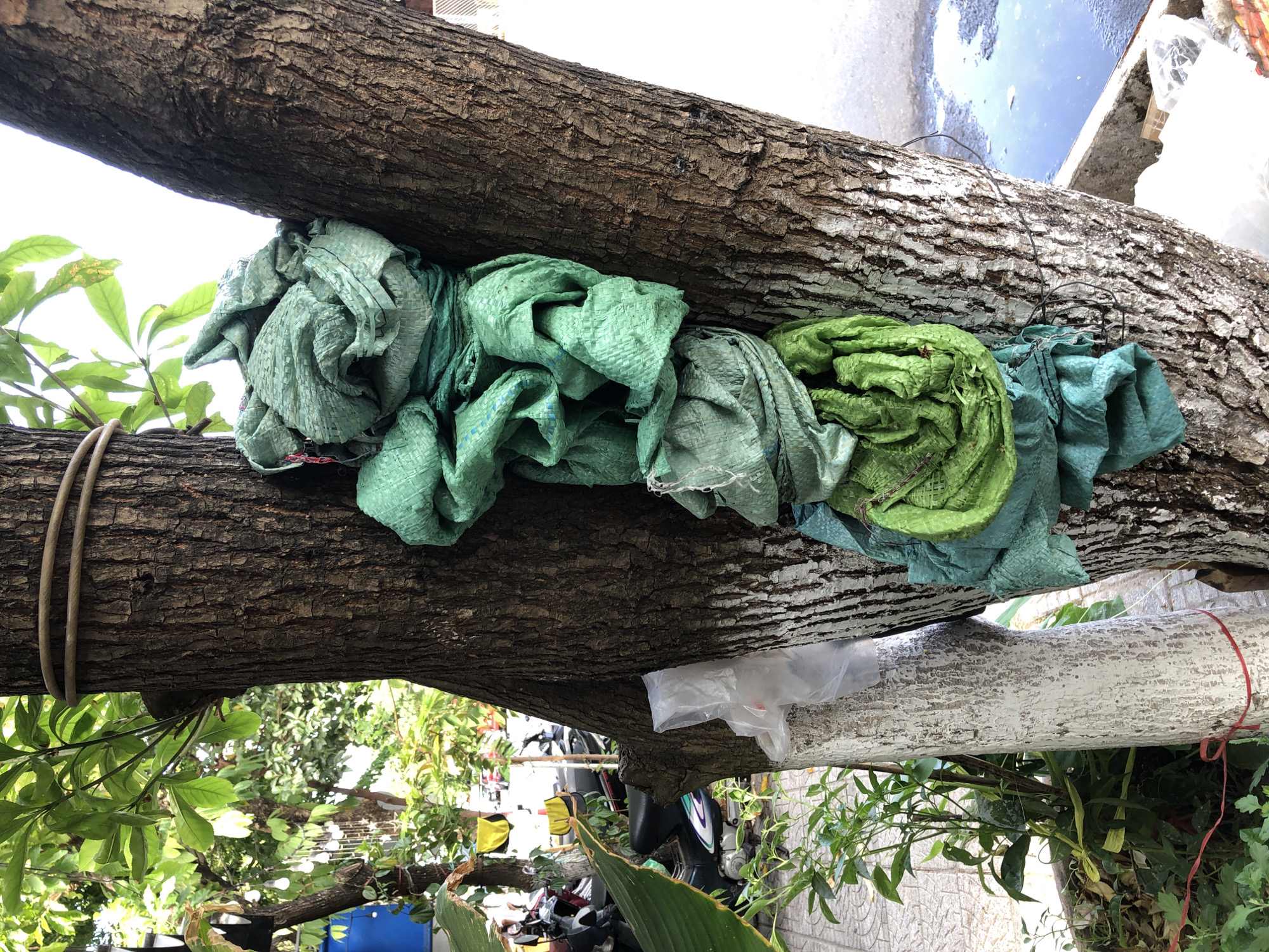 In Đà Nẵng, Vietnam, on a street, a large tree with rough bark is tied with a thick rope around its trunk. Several green woven sacks, some appearing to be rice sacks, are bundled and tied to the tree's trunk, hanging vertically. One sack is a brighter green with blue accents. There is also a clear plastic bag tied to a lighter-colored section of the trunk, which may have been painted. To the left of the tree, a plant with large leaves is visible, and further back, motorcycles are parked on a paved area, with buildings and trees in the background. The ground is a tiled pathway, and to the right, there is a concrete planter containing water and debris. The overall scene suggests an outdoor urban environment.