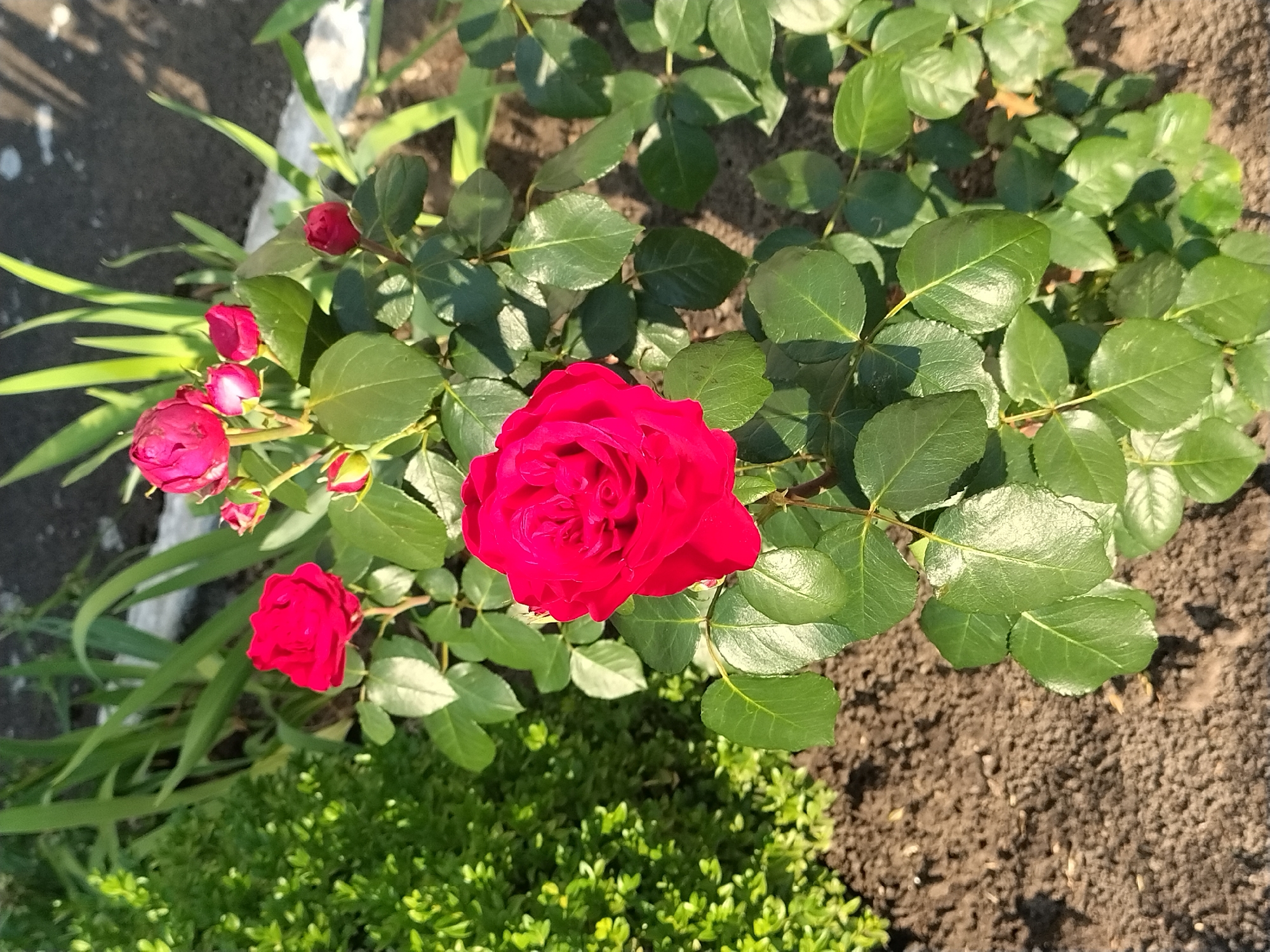 A close-up, eye-level shot captures a vibrant red rose in full bloom, its petals unfurling in the sunlight. The rose is the central focus, with smaller, pink rose buds and developing blooms clustered above it on the same stem. Lush, green leaves surround the roses, some catching the light with a slight sheen. To the left, a dense, dark green shrub provides a textural contrast. In the background, the blurred shapes of longer, green foliage suggest other plants in a garden setting. The ground below is composed of dark, rich soil. This scene is located in the city of Ivankiv, Ukraine.