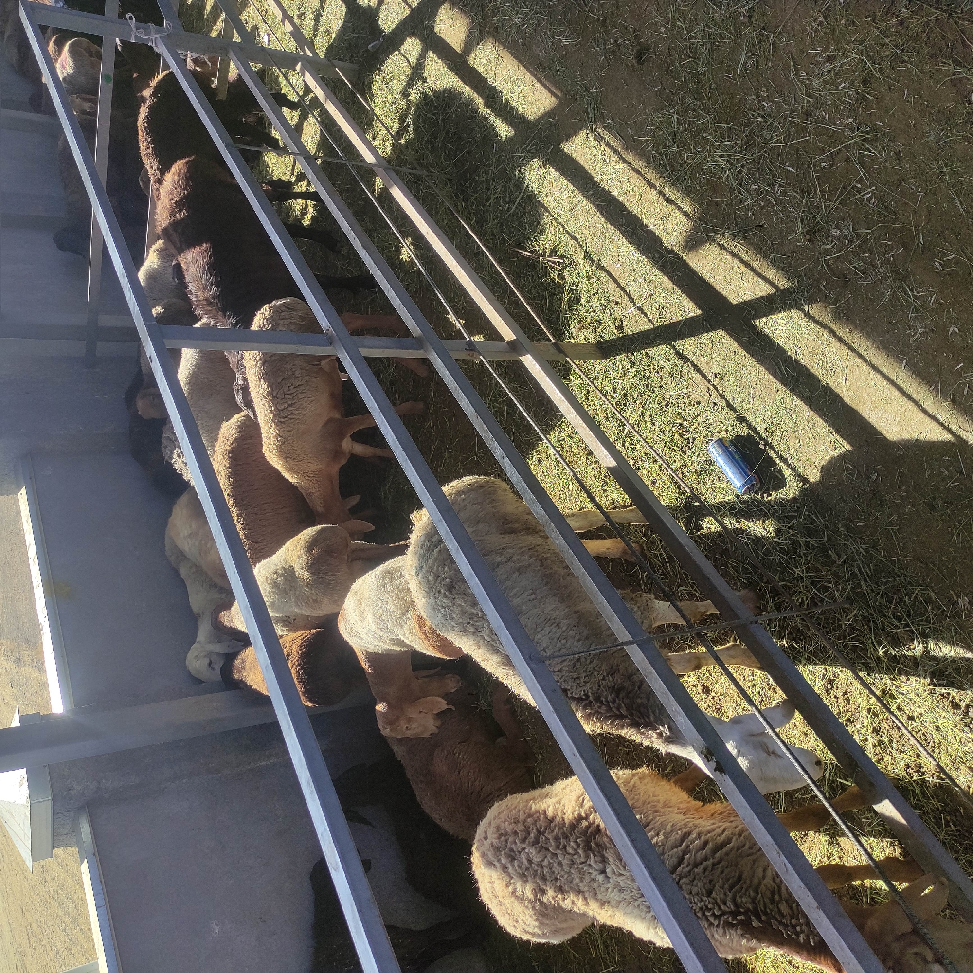 The image depicts a group of sheep in an outdoor enclosure, possibly a pen or corral. The enclosure has concrete walls and a metal fence running horizontally across the foreground. The ground inside the enclosure is covered with hay or straw, and a blue and red aluminum can is visible on the ground. Sunlight casts long shadows from the fence and a structure above, suggesting it is daytime. The sheep are of various colors, including white, brown, and black, and appear to be milling about or resting. There is a building or structure visible in the background, partially obscured by the fence. The environment appears to be rural or semi-rural. The location in the city of Kara-Bulak, Kyrgyzstan, is not directly discernible from the image itself, but it is stated as context.