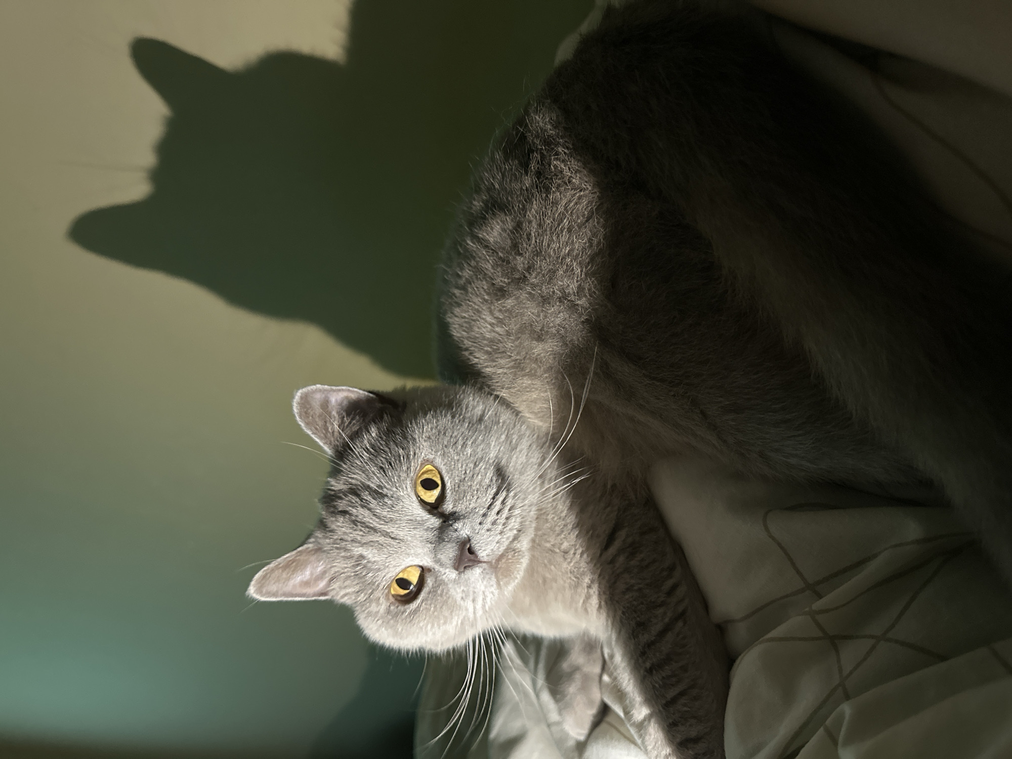 A grey British Shorthair cat with bright yellow eyes is lying on a bed. The cat is illuminated by natural light coming from the left, casting a shadow on the wall behind it. The wall is painted a muted green color. The bed is covered with a white duvet that has a subtle checkered pattern. The cat appears relaxed and is looking directly at the camera. The overall scene suggests a domestic setting, likely a bedroom, within a home in Ternopil, Ukraine.
