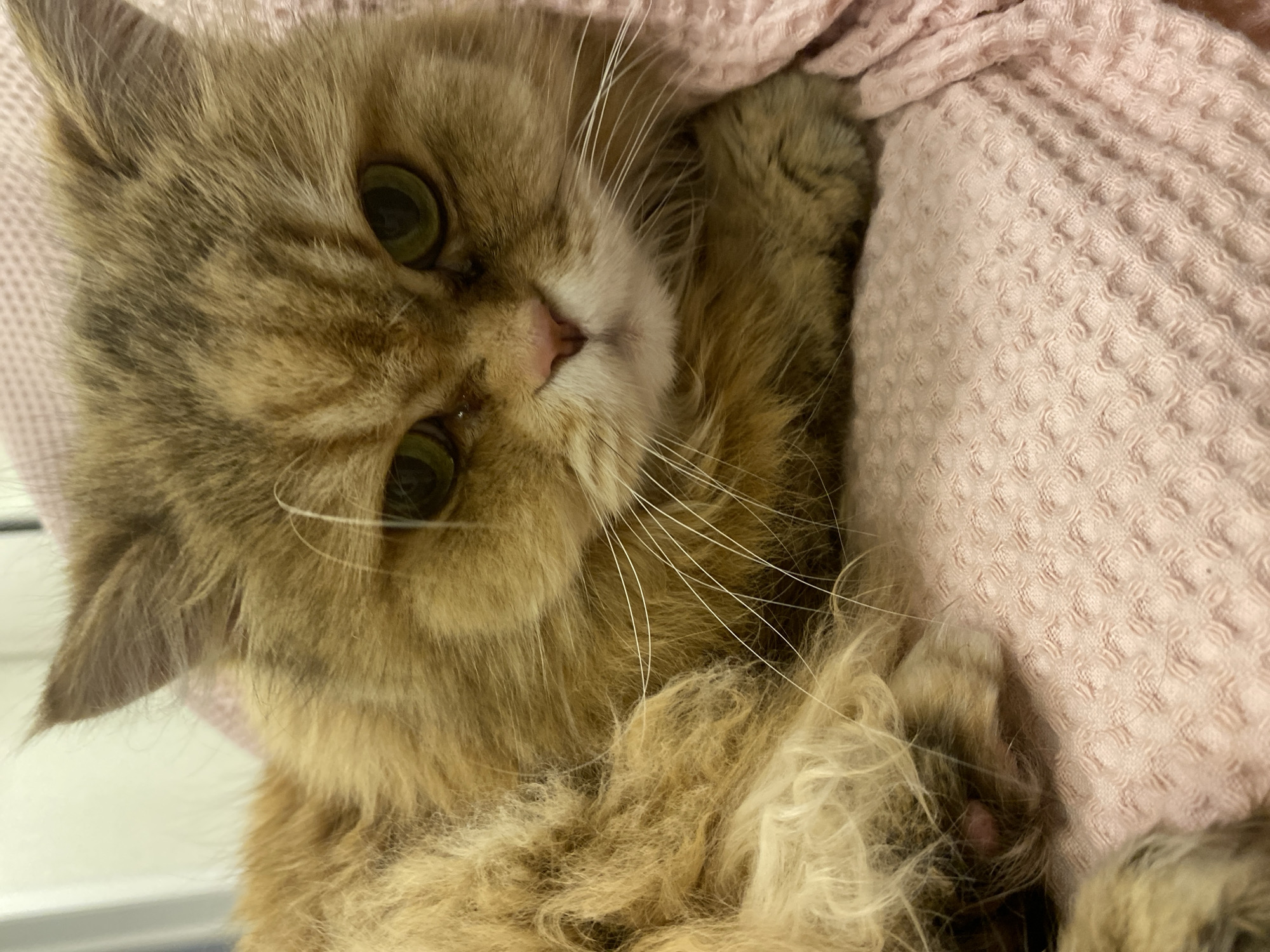A tan-and-brown long-haired cat with green eyes rests under a light pink textured blanket. The location is indeterminate; there is no discernible information to suggest the city of Kazan, Russia.