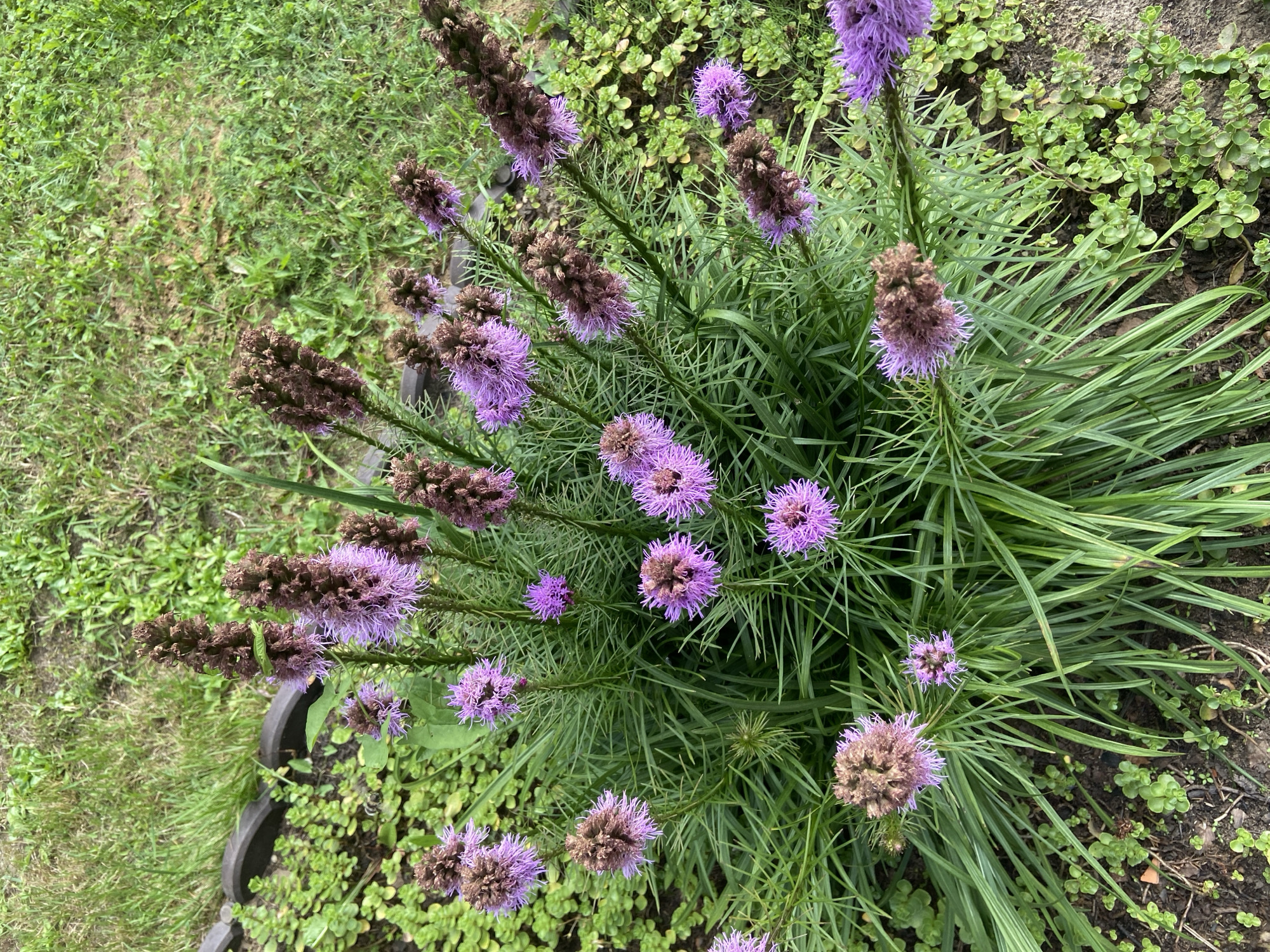 A clump of Liatris flowers, characterized by their dense, spiky purple florets and fuzzy brown buds, are growing in a garden bed in Зимородок Днп, Russia. The flowers are surrounded by lush green grass and a low-lying ground cover of small, bright green leaves. The foreground shows dark soil with scattered small stones and fallen leaves. The scene is bathed in natural daylight, creating soft shadows and highlighting the vibrant colors of the flora. There are no people or animals visible in the image.