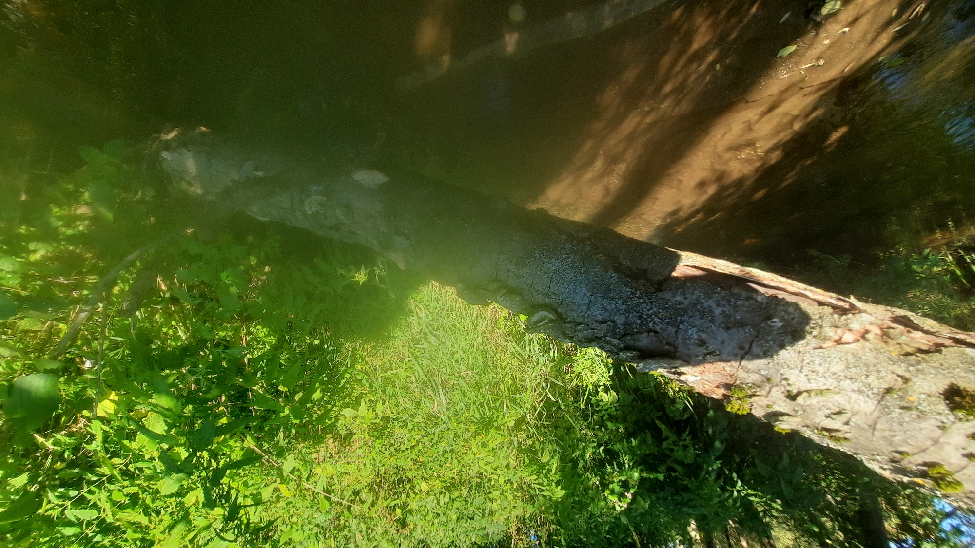A fallen tree trunk lies across a body of water, likely a river or stream, in a natural setting. The tree is covered in bark and some moss. Several small frogs are visible perched on the trunk. The background consists of lush green vegetation, suggesting a wooded area. The water is dark and reflects some of the sunlight and shadows from the foliage. The image appears to be taken on a sunny day. The location is not identifiable as being in the city of Шклоў, Belarus based solely on the visual information provided.