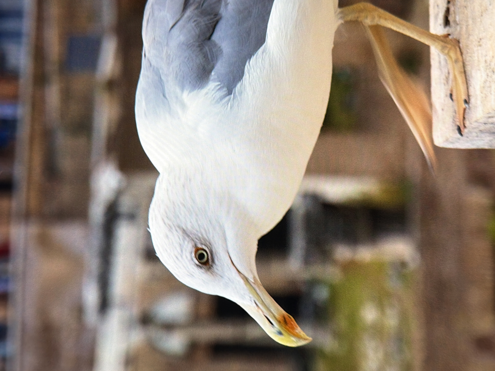 This media file is a close-up, inverted photograph of a seagull perched on a light-colored, weathered wooden post. The seagull is predominantly white with light grey feathers on its back and wings. Its head is angled downwards, revealing a sharp, pointed beak with a yellow tip and a dark line near the end. The bird's eye is visible, dark with a visible pupil. One of its slender, yellow legs and feet is clearly seen gripping the wooden post, with its claws extended. The background is blurred, suggesting a shallow depth of field, and consists of muted earthy tones with hints of green, possibly indicating foliage or natural surroundings. The image has a slightly grainy texture. There is no visible text. The inverted orientation of the image is a notable feature. The specific location context is Kyiv, Ukraine.
