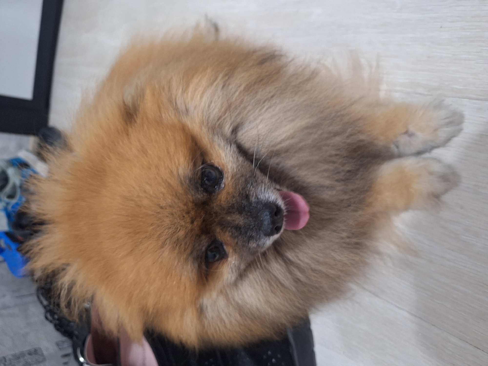 A fluffy, tan Pomeranian dog is the central subject of this indoor image. The dog is looking directly at the camera with its tongue slightly out, suggesting it might be panting or cooling down. Its fur is thick and appears well-groomed, with a lighter tan on its chest and paws, and a darker tan on its head and back. Its eyes are dark and round, and its nose is black. The dog is positioned on a light-colored wooden floor, which has a subtle grain pattern. To the left of the dog, a black object, possibly a shoe or part of a piece of furniture, is partially visible. In the background, out of focus, are some household items, including what appears to be a blue shoe or toy. The lighting suggests an indoor setting, possibly a home. The image does not provide any visual cues that can be used to determine its location in the city of Varna, Bulgaria.