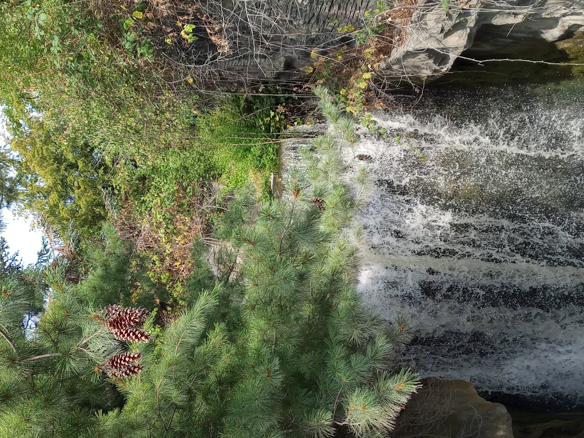 The image shows a natural scene featuring a waterfall cascading down rocky terrain, surrounded by lush green foliage and pine trees. Pine cones are visible on the branches of a pine tree in the foreground, some hanging above the waterfall. The water is white and frothy as it falls, creating a mist. The surrounding vegetation includes various types of bushes and trees, with some dry, tangled branches on the right side of the image. The overall environment suggests an outdoor, natural setting, possibly a park or a nature reserve, in a location with a temperate climate. The image is taken from a perspective slightly above the base of the waterfall, looking down and across.
Based on the information provided, this image is located in Gelsenkirchen, Germany.