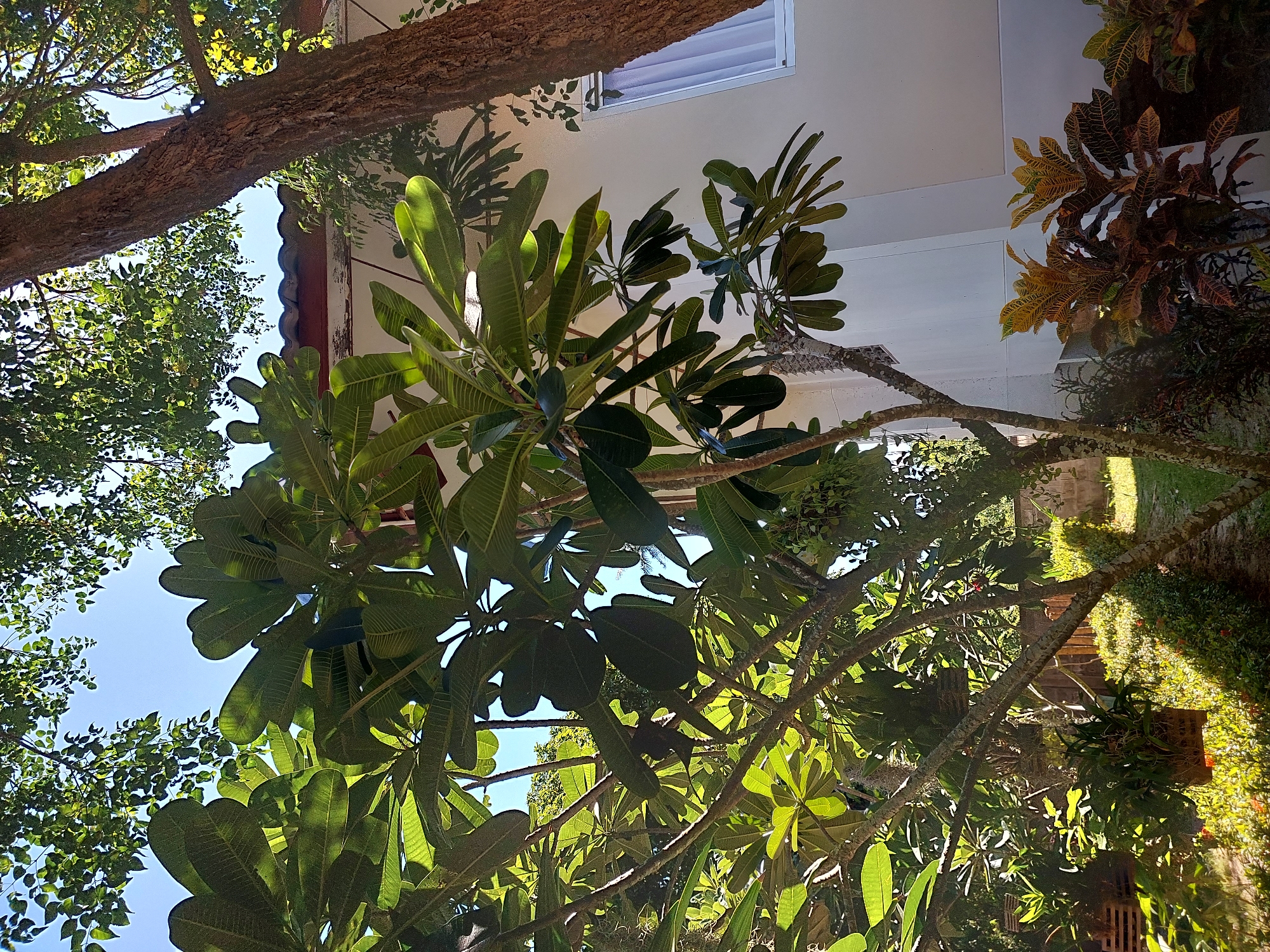 A low-angle view captures a lush green tree with large, broad leaves, its branches extending upwards towards a clear blue sky. The tree's trunk is textured and rough, and some of its branches are adorned with hanging baskets filled with plants, suggesting a garden setting. To the right of the tree, a portion of a white building with a tiled roof is visible. A window with white curtains can be seen on the building's exterior. In the foreground, colorful foliage adds texture and vibrancy to the scene. The overall impression is one of a vibrant, sun-drenched tropical garden in Baan Mae Nam, Thailand, a tranquil setting bathed in natural light.