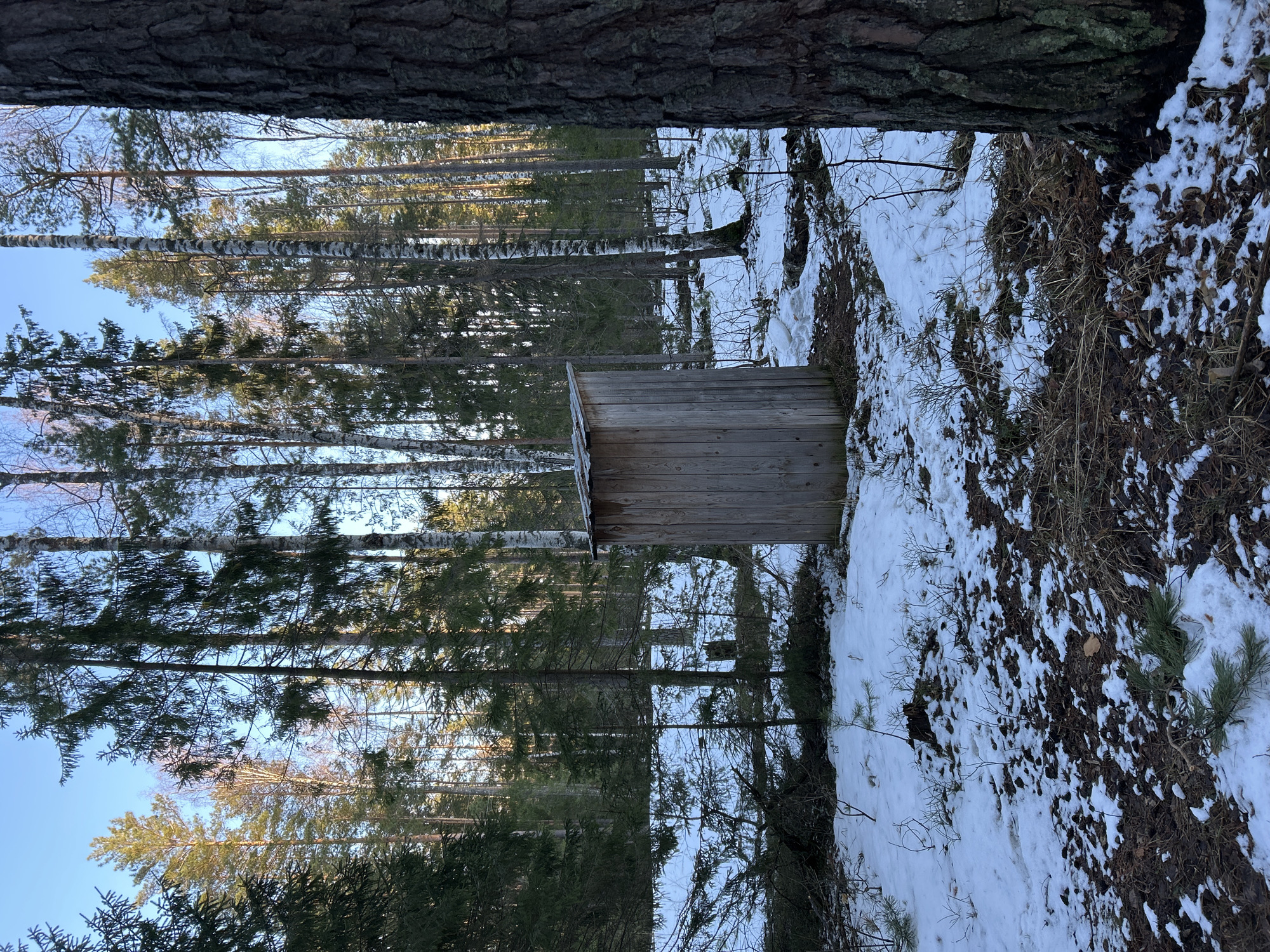 The image depicts a winter scene in a forest near Noviy, Russia. Snow covers the ground, interspersed with dry vegetation. A small, wooden structure stands amidst birch trees. The sky is visible through the trees. The scene has the appearance of a rural or woodland setting.