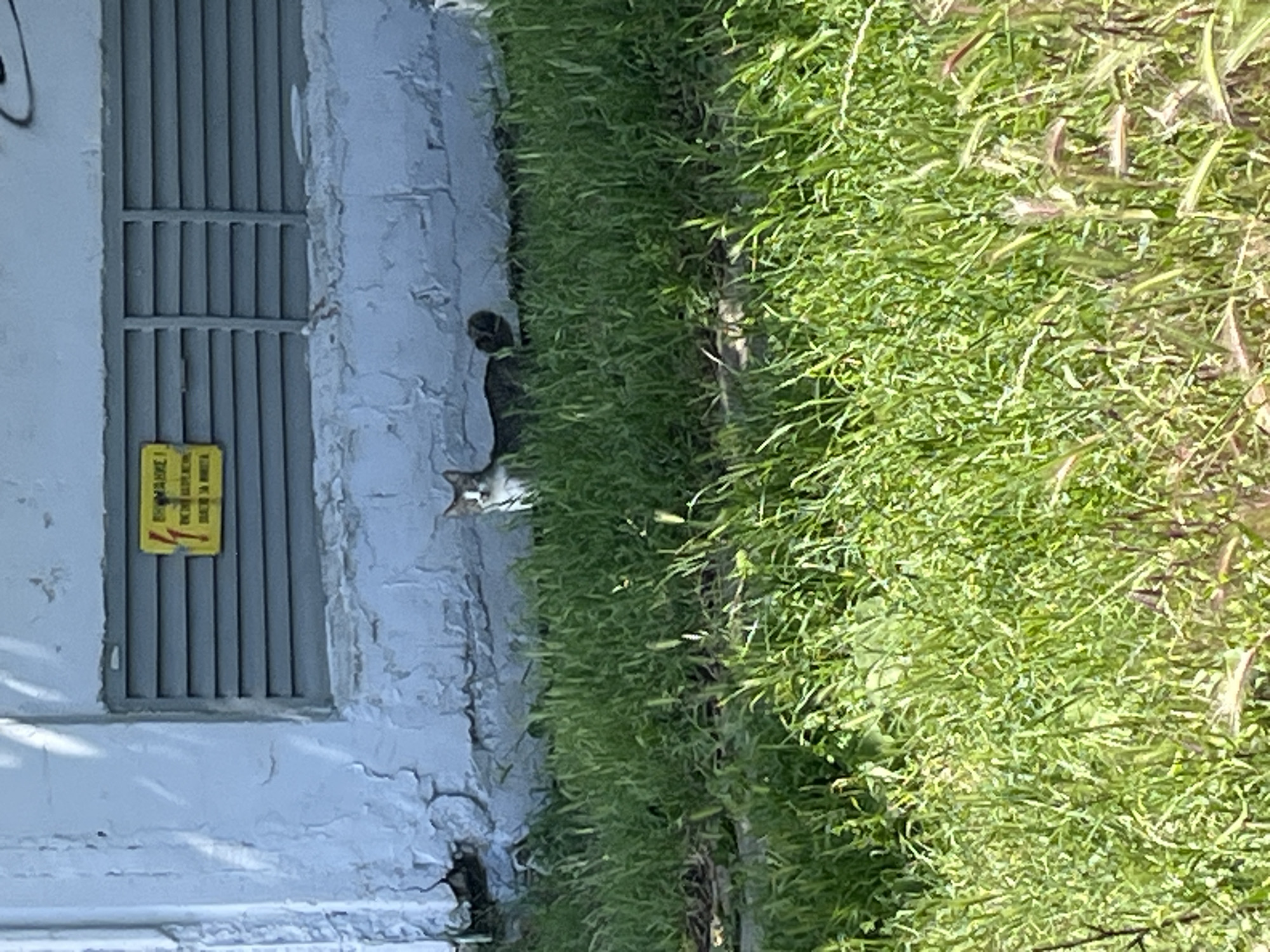 A tabby cat with white markings on its chest and face sits in tall green grass in front of a concrete building. The building has a gray louvered panel and a yellow sign with red lettering. The sign appears to be a warning sign. The scene is outdoors in a grassy area, likely in an urban setting given the building.