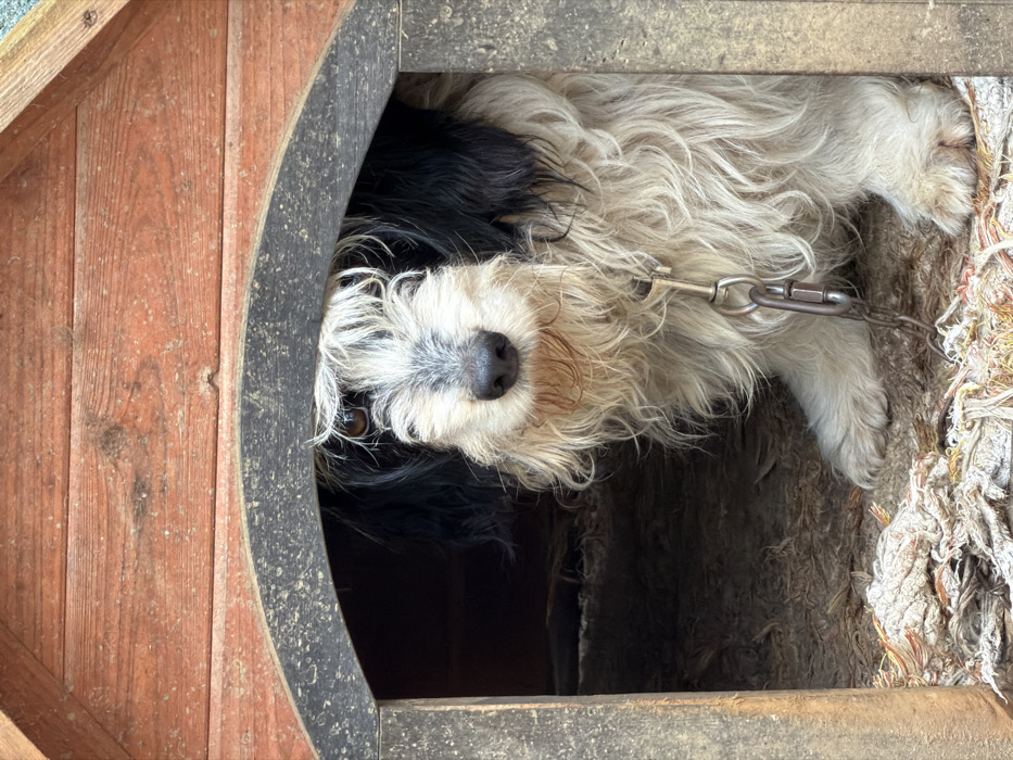 A medium-sized dog with a shaggy, bi-colored coat of white and black, displaying tan/brown markings on its face, is positioned within a wooden dog house. The dog's head and upper torso are visible through the arched entrance, with its gaze directed forward. A metal chain collar is present on the dog's neck, with a linked metal chain leash secured by a carabiner clip extending downwards on its left side. The dog house is constructed from reddish-brown stained wooden planks, featuring a dark grey/black arched frame around its entrance. The interior floor of the dog house is covered with light-colored, shredded fabric bedding material. This scene is located in Vila Real, Portugal.