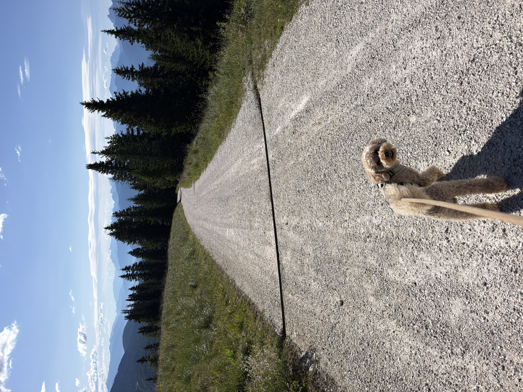 A light-colored poodle mix dog on a leash walks on a gravel road that curves away into the distance. The dog is facing away from the camera, looking back over its shoulder. A dark, horizontal cable or hose is stretched across the road in the foreground. The road is bordered on the left by a grassy slope with wildflowers and on the right by a dense line of dark green pine trees. In the background, layers of blue-hued mountains recede into the distance under a clear blue sky with scattered white clouds. The scene appears to be a mountain trail, likely in the vicinity of Mühlbach - Rio di Pusteria, Italy, given the topography and vegetation. The lighting suggests it is a sunny day.