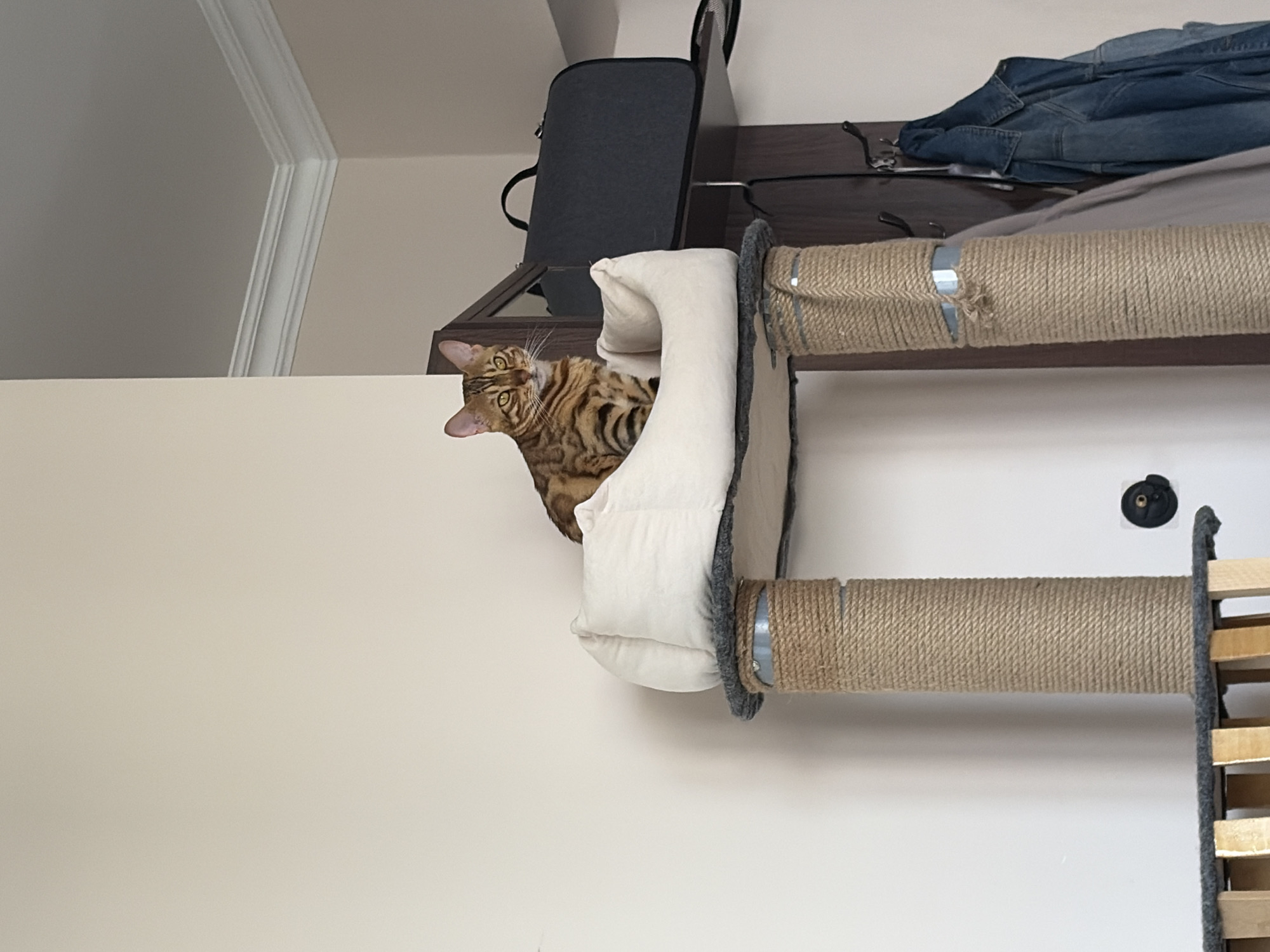 A brown and black spotted cat is perched on a beige cat bed attached to a multi-tiered cat tree. The cat tree is wrapped in rough-textured rope. Behind the cat tree, a dark wood shelf holds a black bag and is mounted on a wall with a dark wood frame. A denim jacket hangs on a hook to the right of the shelf. The background consists of a beige wall and white ceiling molding. The scene appears to be indoors, possibly in a residential setting. There is no specific information provided in the image to indicate it is located in Krasnoyarsk, Russia.