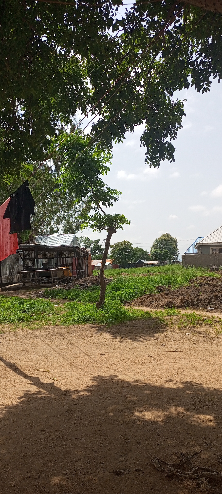 In the city of Jalingo, Nigeria, a scene unfolds under a bright, cloudy sky. Dominating the upper portion of the frame are the lush, green leaves of a large tree, their branches extending outwards, casting dappled shadows on the sandy ground below. In the middle ground, a rustic, open-sided structure with a corrugated metal roof stands amidst overgrown green grass. A piece of black fabric and a red cloth are hanging on what appears to be a clothesline or a temporary structure to the left of the building. Directly in front of this structure, a young, slender tree with sparse foliage rises from the ground. The area around the structure shows patches of tilled soil, suggesting recent agricultural activity. Further in the background, a few scattered buildings with corrugated metal roofs are visible, nestled amongst more trees. The foreground is a dirt path, with the prominent shadows of tree branches and leaves indicating the presence of overhead foliage. A few dried twigs and roots are visible on the sandy surface. The overall impression is one of a semi-rural or developing urban environment, characterized by simple structures and abundant vegetation.