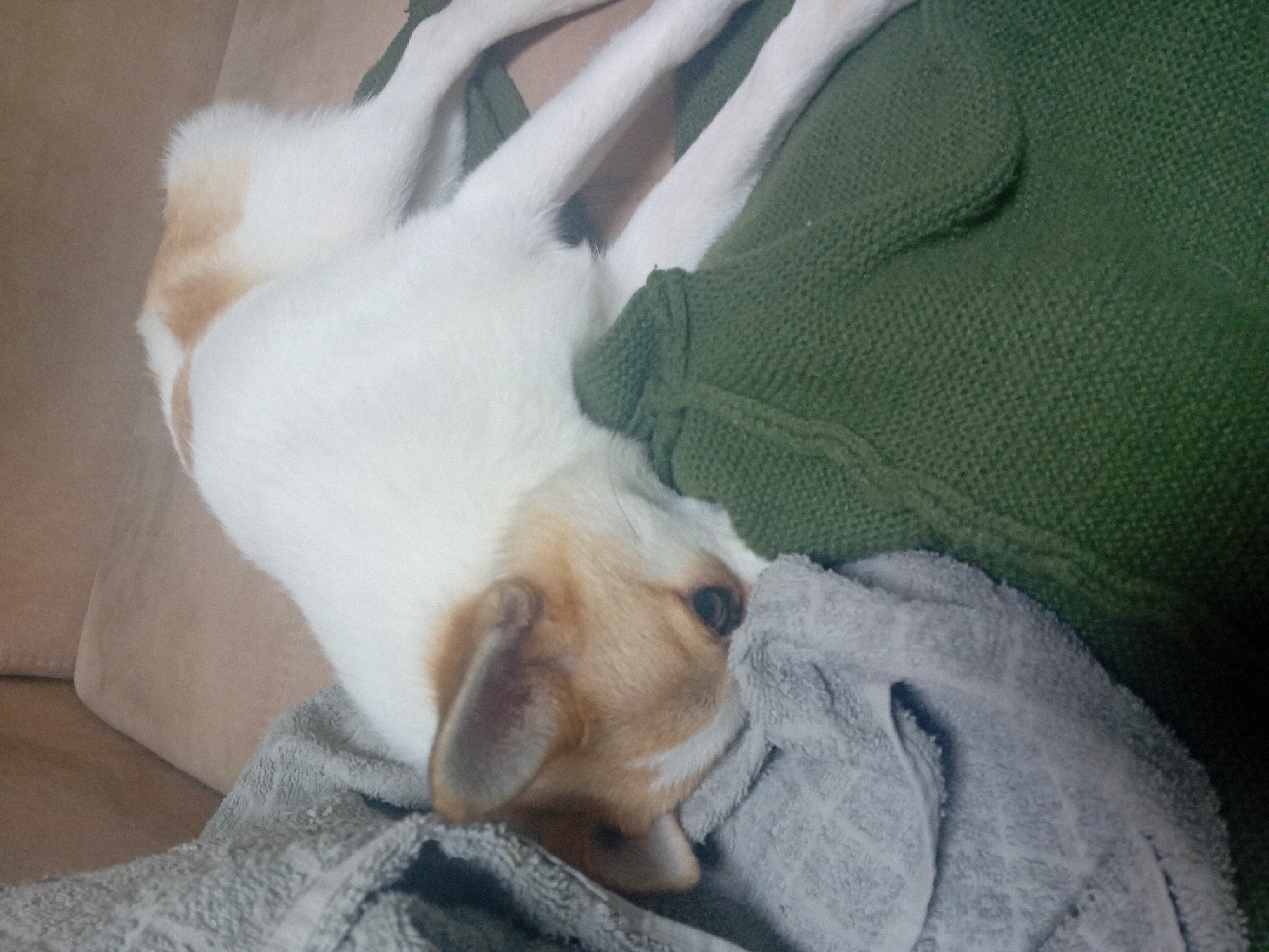 A medium shot shows a light-colored dog with tan markings resting on a beige couch. The dog is nestled between a grey towel and a green knitted fabric. The dog's head is partially hidden by the grey towel, with its left ear visible. The background is a blurred beige surface, likely the back of the couch. The scene appears to be indoors. There is no indication of the specific location in the city of Chuhuiv, Ukraine.