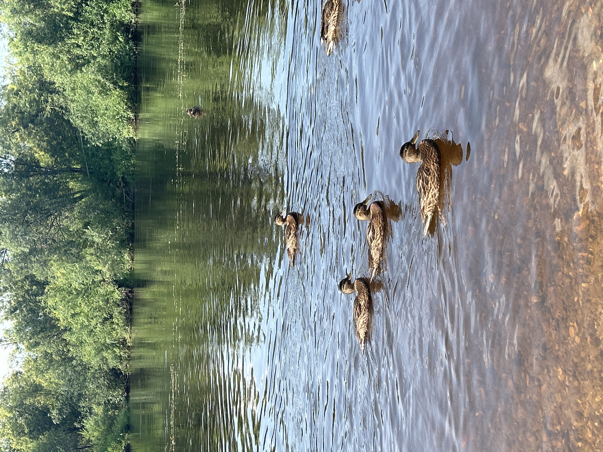 The image depicts a body of water, likely a river, with a dense green tree line along the far bank. Several mallard ducks are swimming on the surface of the water. In the foreground, the shallow water reveals a bed of colorful pebbles. The light suggests it is daytime, with sunlight reflecting on the water's surface and creating ripples. The scene is natural and peaceful, evoking a sense of a calm day in a rural or natural setting. The reference to Krasnovishersk, Russia, suggests this is a location within or near that city.