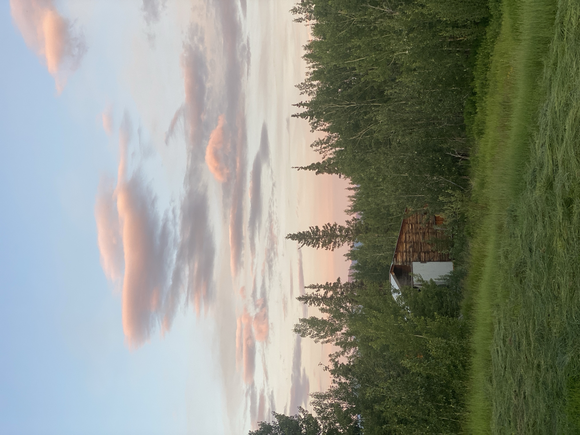A wooden shed is nestled among trees on a grassy slope in Haines Junction, Canada. The shed, partially obscured by foliage, has weathered wooden siding and a light-colored door or panel on its side. The foreground is dominated by a field of cut grass. A dense line of deciduous and coniferous trees forms a backdrop for the shed. Above the trees, the sky displays soft pink and blue hues from a sunset, with wispy clouds scattered across it.