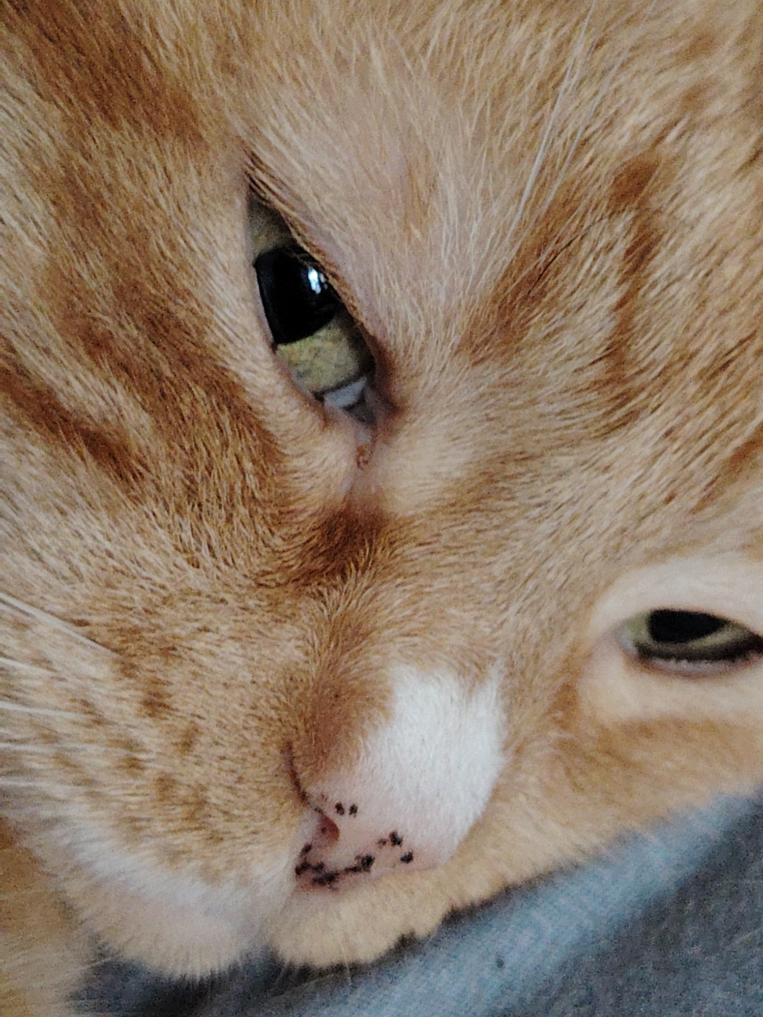 The image is a close-up, low-angle shot of an orange tabby cat's face. The cat's left eye is open and dark, reflecting some light. Its right eye is partially closed, with only a sliver of the pupil visible. The cat's fur is a mixture of orange and lighter tan stripes, with a small patch of white fur on its muzzle. Several small black spots are visible on the cat's nose and upper lip, resembling freckles or perhaps dried food. The background is a blurry, dark blueish-grey texture, possibly a blanket or cushion. The image does not provide any information about its location in Kyiv, Ukraine, or any other geographical context.