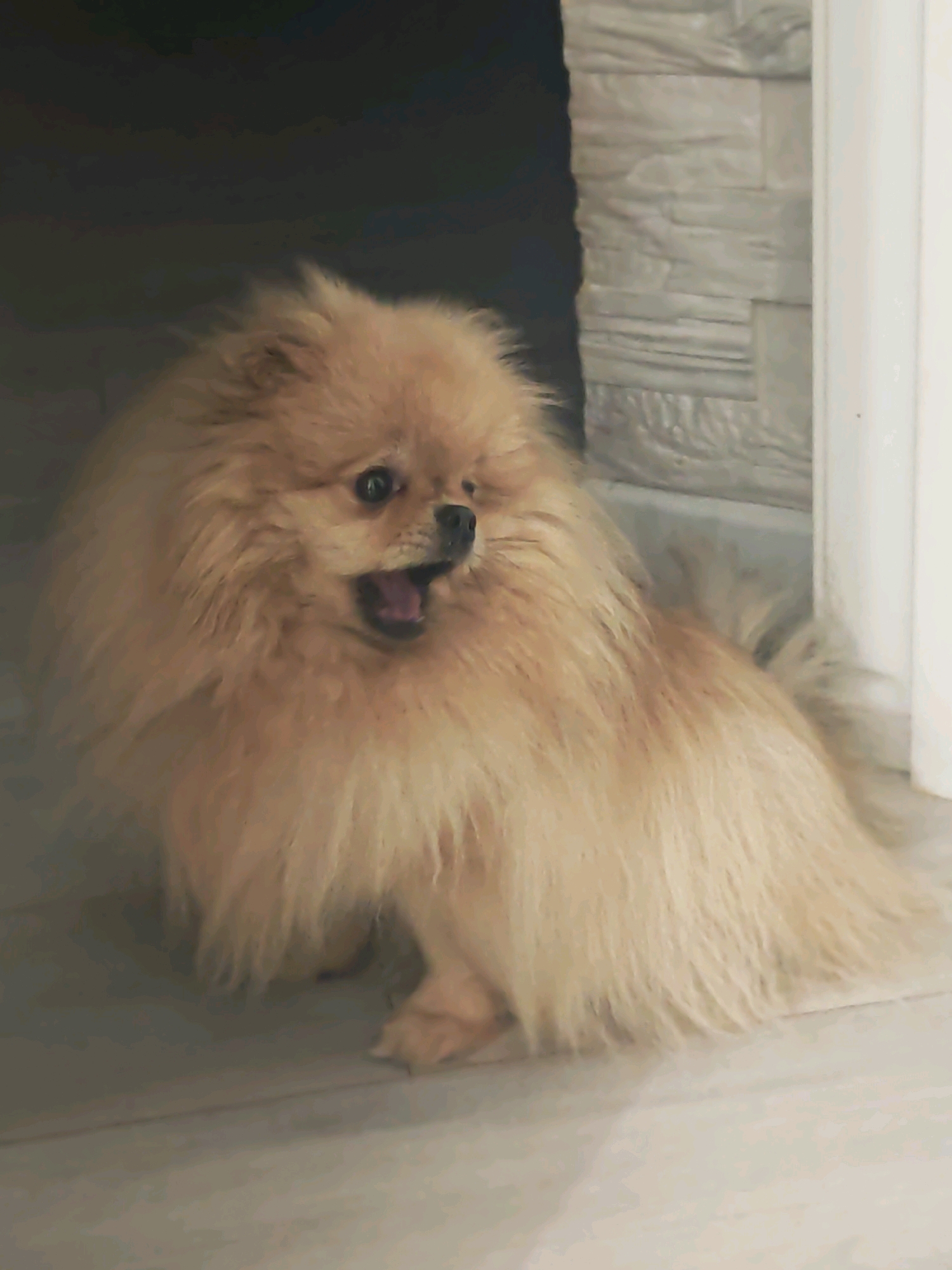 A Pomeranian dog with tan fur is sitting on a tiled floor, looking to the right with its mouth open in a panting or barking gesture. The dog has dark eyes and a dark nose. Behind the dog, there is a doorway or opening leading to a dark area, and to the right, a wall made of stacked rectangular grey stones. The floor is tiled with light-colored, large square tiles. The scene appears to be indoors, possibly in a home or a building. There is no information about the location being in the city of Krasnodar, Russia, or any other specific city.