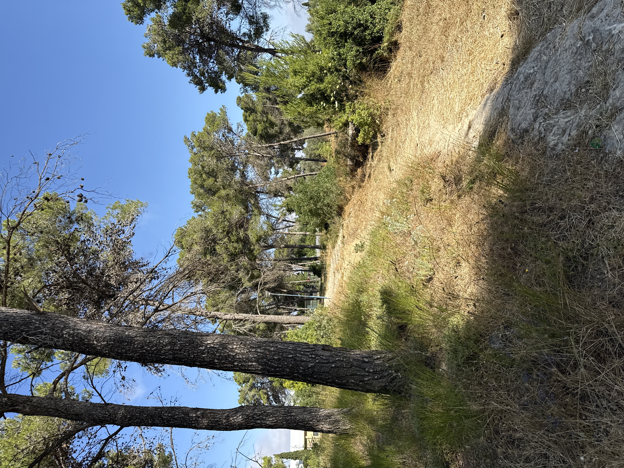 The image depicts a sun-drenched pathway winding through a forested area with tall pine trees. The ground is covered in dry, golden grass and a few scattered rocks. The sky is a clear, vibrant blue. In the background, there are more trees and some low green bushes. To the far left, a building with a yellow facade is partially visible amongst the trees. A single lamppost stands along the path in the middle ground. This scene is consistent with the natural landscape found in Kfar Vradim, Israel, a town known for its wooded surroundings and hilly terrain.