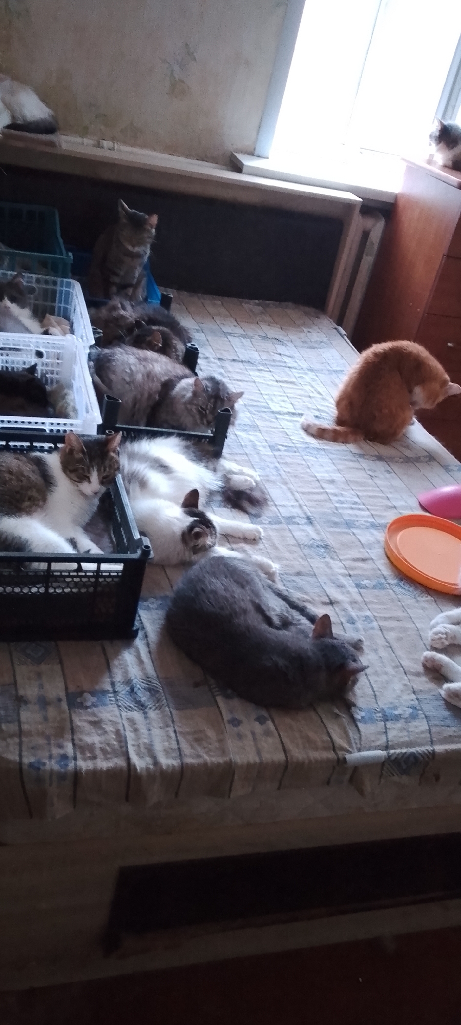 The image depicts a bedroom with a bed that appears to be covered by a striped sheet. There are multiple cats on the bed and in plastic crates placed on the bed. One orange cat is sitting on the bed facing away from the camera, with its head down. A gray cat is curled up asleep on the bed. Two cats are lying in plastic crates, one is white and tabby, the other is white and black with tabby markings. Another cat, long-haired and grey, is also lying in a crate. In the background, a tabby cat is sitting upright in a green crate. The room has a wooden dresser on the right side and a window with bright light streaming through. The walls appear to be wallpapered. The scene suggests a domestic setting where multiple cats are housed. No specific location in Belgorod, Russia can be identified from the visual information alone.