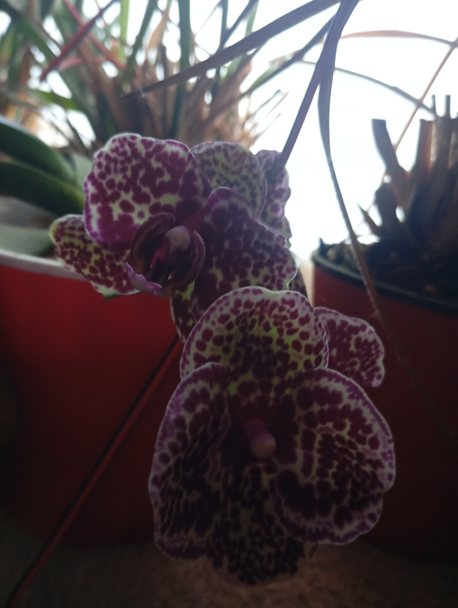 A close-up, low-angle shot shows a cluster of speckled orchid flowers with deep purple and pale yellow markings. The flowers are the primary subject, with their intricate patterns clearly visible. In the background, out of focus, are green leaves and what appear to be dry, brown palm fronds, suggesting an indoor setting with plants. The lighting is dim, with a bright, blown-out sky or light source visible in the upper right, creating a silhouette effect on some of the background elements. The overall impression is one of indoor botanical interest, possibly in a home or greenhouse environment. There is no indication of Sofiivska Borshchahivka, Ukraine, or any other specific geographic location within the image itself.