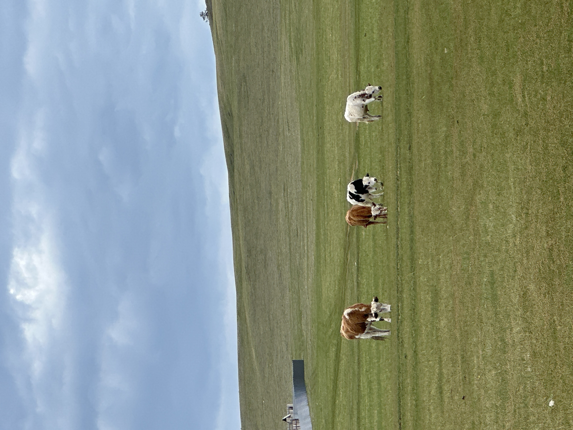 The image depicts a grassy landscape under a cloudy sky. A hillside is visible on the left. In the foreground, four cows are grazing in a line. An object resembling a metal slab is also visible in the foreground. The setting is Khuzhir, Russia.