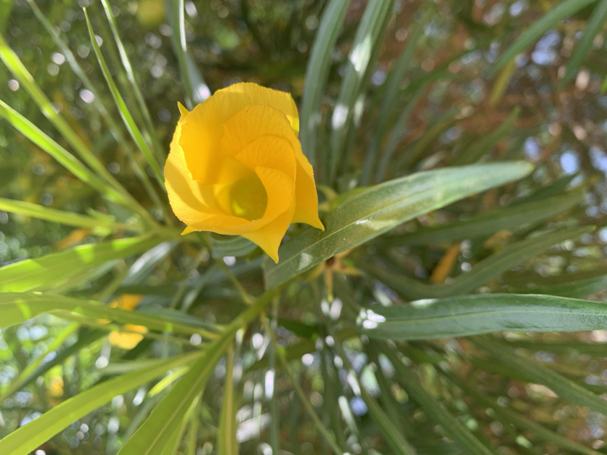 A close-up, eye-level shot shows a yellow flower in full bloom, surrounded by long, green leaves. The flower has a swirl-like petal arrangement and a slightly darker center. The leaves are slender and appear to be part of a bush or small tree. The background is out of focus, consisting of a mix of green foliage and indistinct light patches. The location, Rafin Par, Nigeria, cannot be verified from the image.
