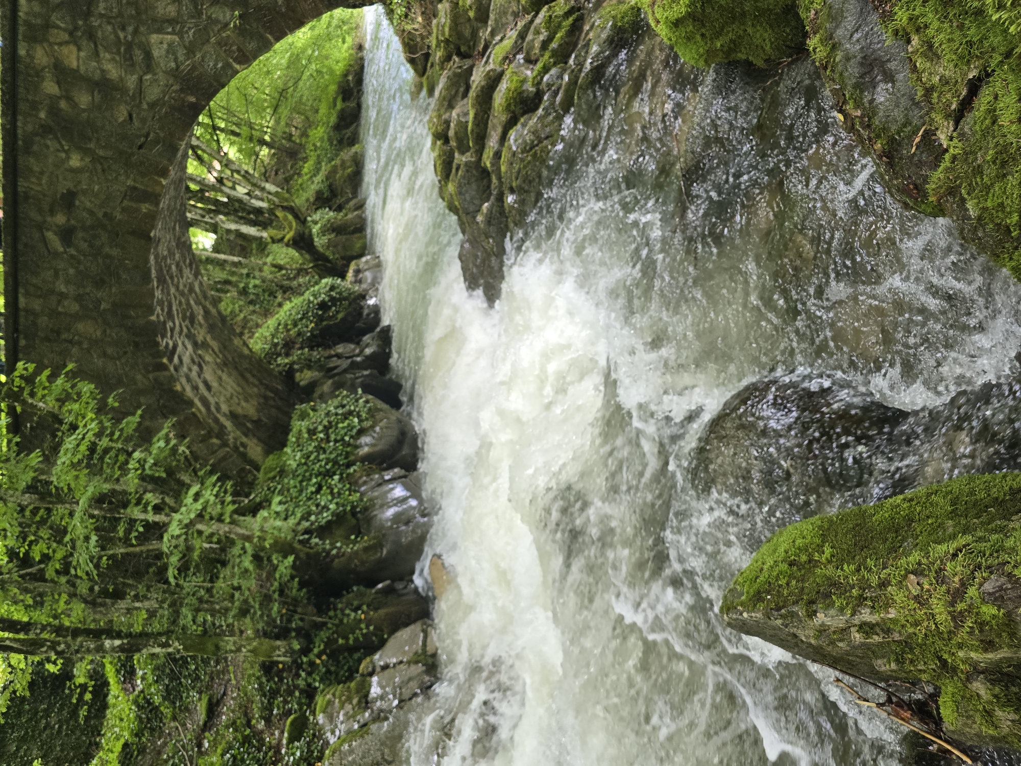 The image depicts a natural outdoor scene featuring a fast-flowing river passing under an old stone arch bridge, located in Ribaritsa, Bulgaria. In the foreground, turbulent, light-colored water with white rapids flows over and around numerous moss-covered rocks. The rocks on the immediate banks are also heavily covered in vibrant green moss. The river recedes into the midground, where it passes beneath a rustic stone bridge constructed from irregularly shaped, dark-toned stones forming a single prominent arch. Beyond the bridge, and extending along the riverbanks, is a dense, lush forest characterized by numerous deciduous trees with vibrant green foliage and climbing ivy on rocks and tree trunks. The overall environment is verdant and appears untouched by human presence other than the bridge itself. No individuals or animals are visible within the frame.