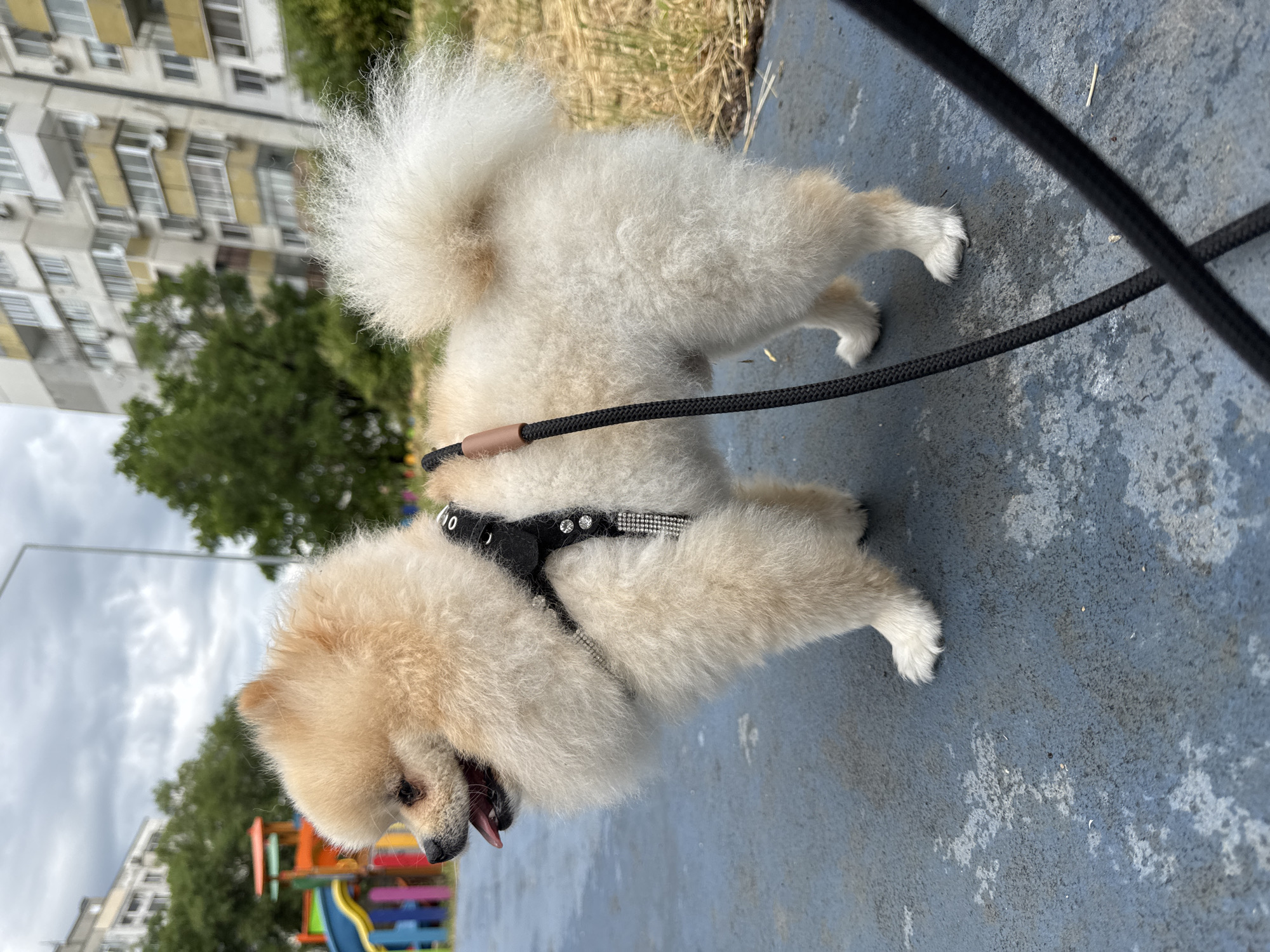A fluffy, cream-colored Pomeranian dog stands on a blue asphalt surface. The dog is wearing a black harness adorned with rhinestones. A black leash with a brown leather connector is attached to the harness. In the background, a colorful playground structure with slides and fences is visible, along with a tall, multi-story apartment building with a light-colored facade and yellow accents. Green trees and dry grass are also present in the background, under a cloudy sky. The scene appears to be in a residential area.