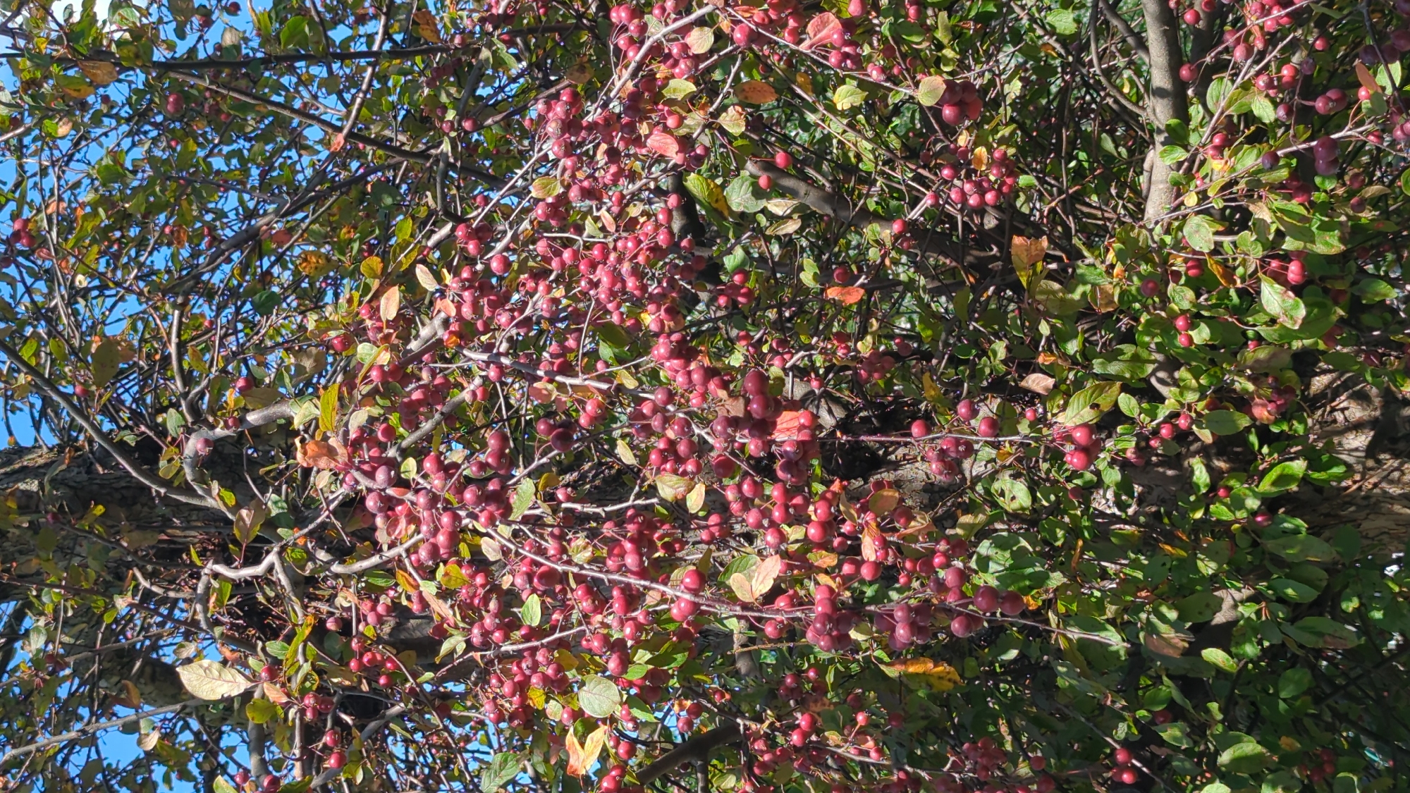 A close-up, vertical shot shows a crabapple tree laden with clusters of small, ripe, red crabapples and green leaves against a bright blue sky. The tree's trunk, rough and dark, is visible on the left side, with many thin, tangled branches extending upwards and outwards, covered in fruit and foliage. The scene suggests an outdoor setting, likely in a park or garden, common in neighborhoods such as Outremont in Montreal, Canada, where mature trees are abundant. No people or animals are present, and no specific actions or interactions are depicted. The overall impression is one of a bountiful harvest on a clear, sunny day.