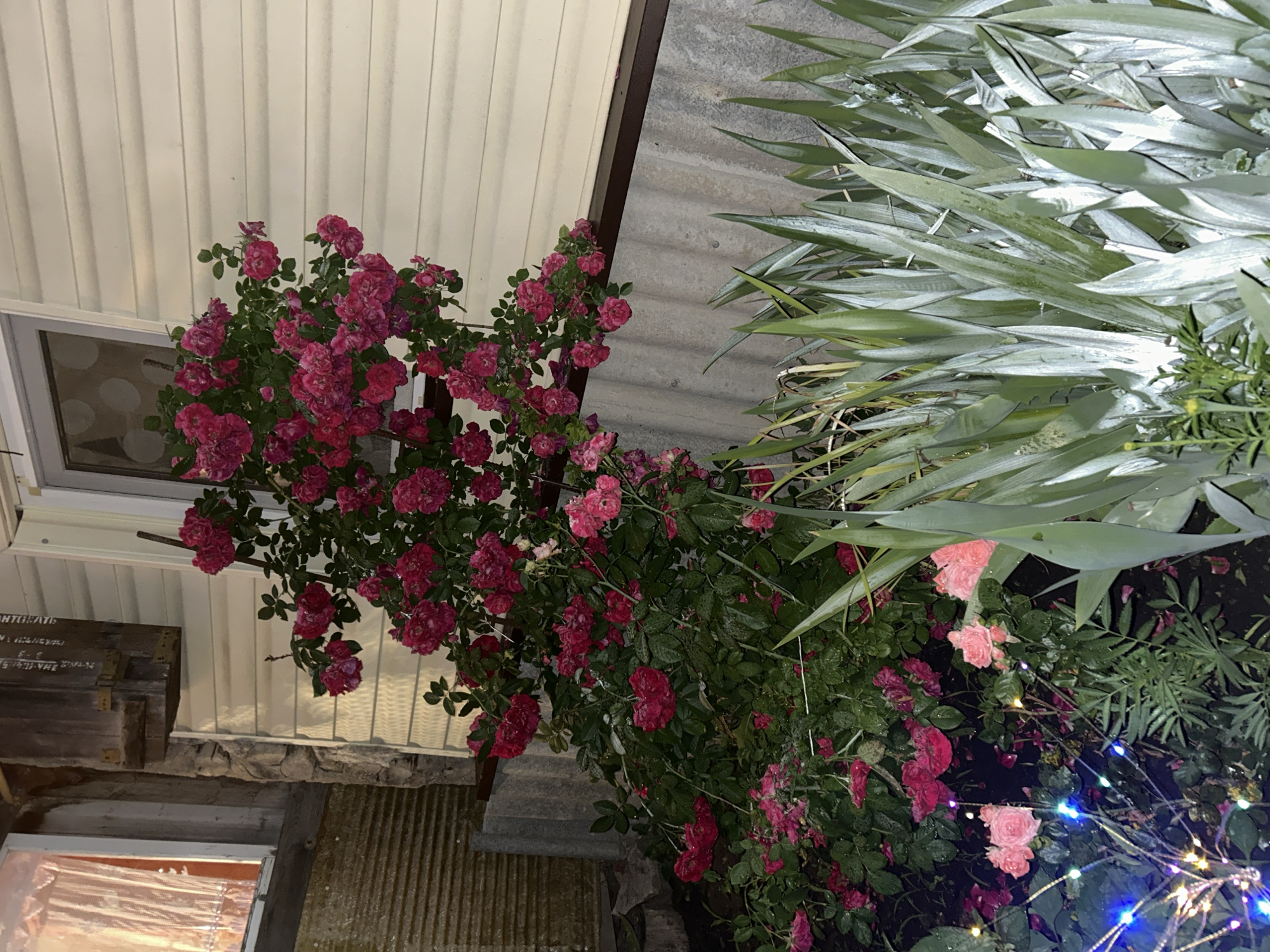 The image displays an outdoor scene, likely in a garden or yard, with a focus on a climbing rose bush laden with numerous dark pink and red roses. The bush is lush and green, with some roses appearing water-covered, suggesting recent rain or watering. To the right of the rose bush, a dense cluster of long, silvery-green leaves of another plant is visible, creating a striking contrast in color and texture.
In the background, a white, corrugated siding forms a wall or structure, with a narrow window visible on the left. Below the siding, a stone foundation and more corrugated metal are apparent. On the left side of the frame, a weathered wooden chest with metal accents sits against the stone foundation, bearing some visible text, though it is largely illegible.
The lighting suggests it might be dusk or night, with artificial lights, possibly string lights, visible in the lower right corner of the image, adding a festive or decorative touch with their colorful illumination. The overall mood is serene and natural, with a touch of man-made decoration. The exact location is unknown.