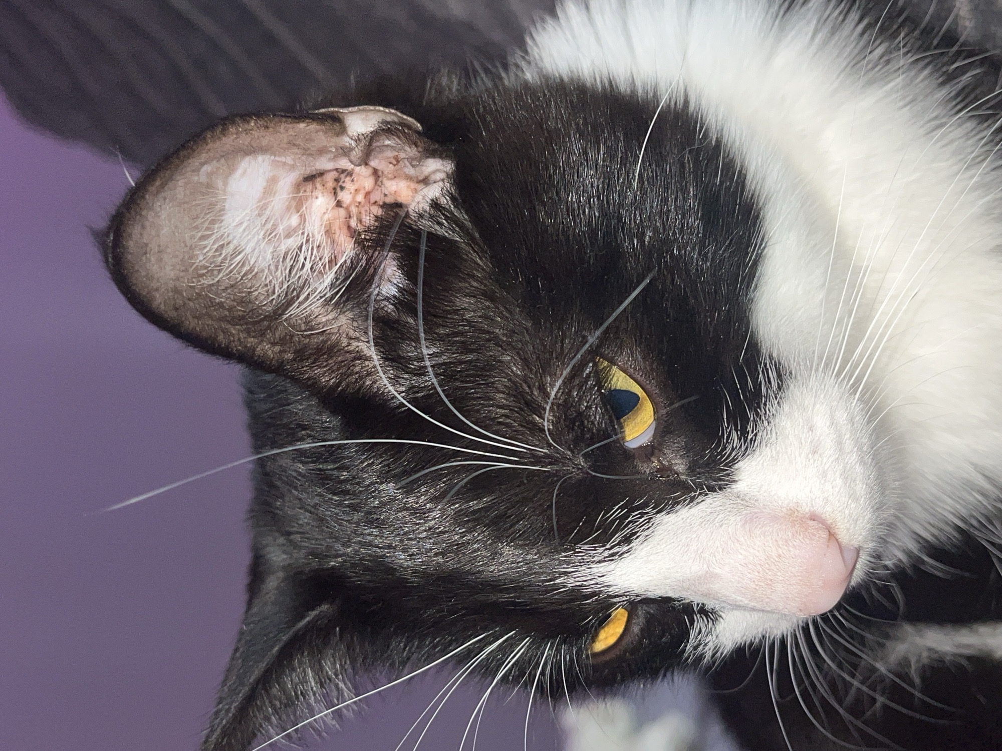 A close-up photograph depicts a black and white cat lying on its side. The cat has yellow eyes, white whiskers, a pink nose, and one ear which appears to be scabby. The background is a blurred purple. The location is not discernible from the image.