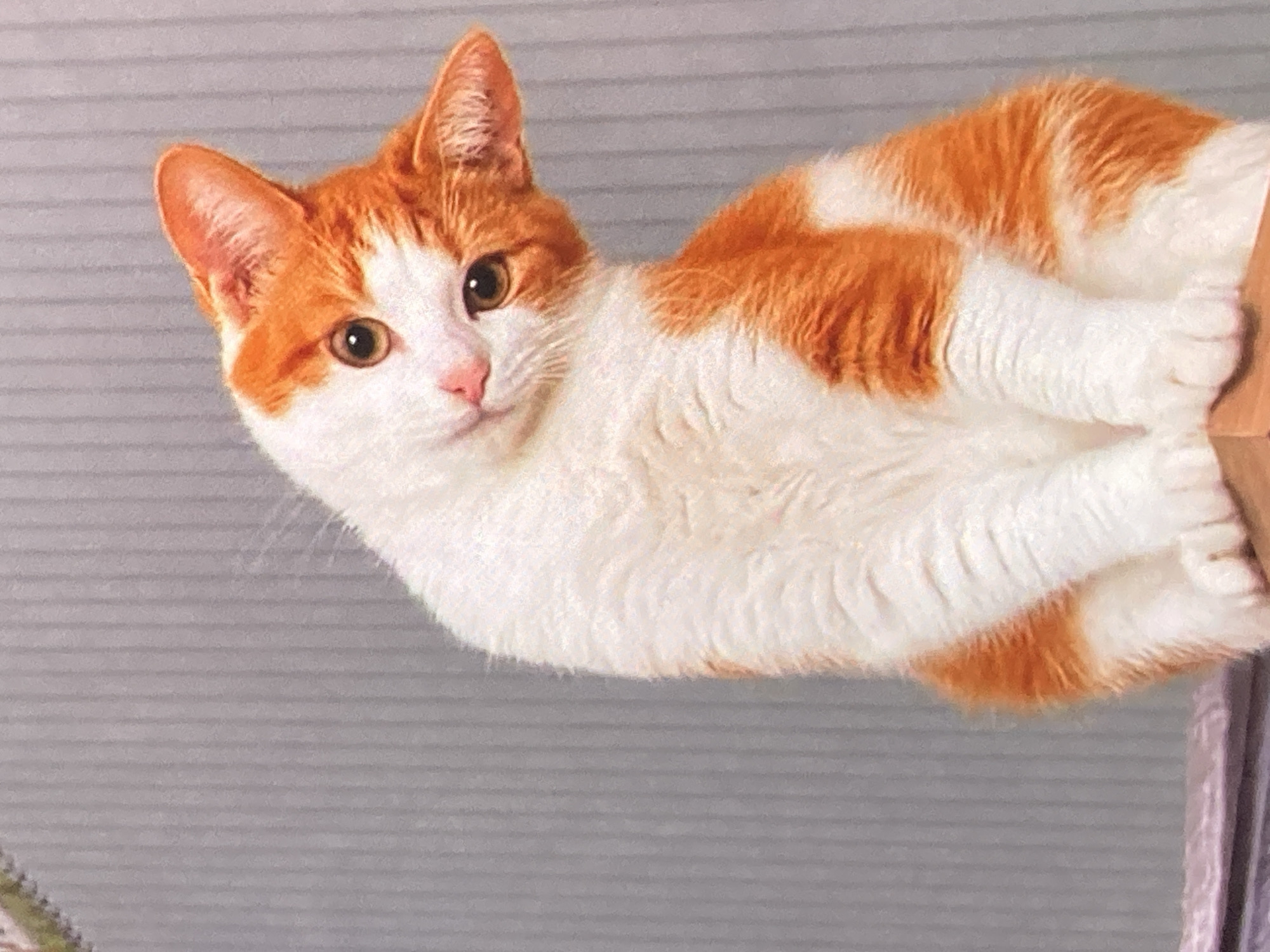 The image shows an orange and white cat sitting on a surface in front of a gray, vertically striped background. The cat is facing the viewer and has its head tilted to the left. Its eyes are open and appear to be amber in color. The cat's fur is short and appears to be clean. The background is a plain, gray wall with vertical stripes. The lighting in the image is soft and even, and there are no harsh shadows. There is no visible context within the image to suggest it is located in the city of Ustyvytsia, Ukraine.