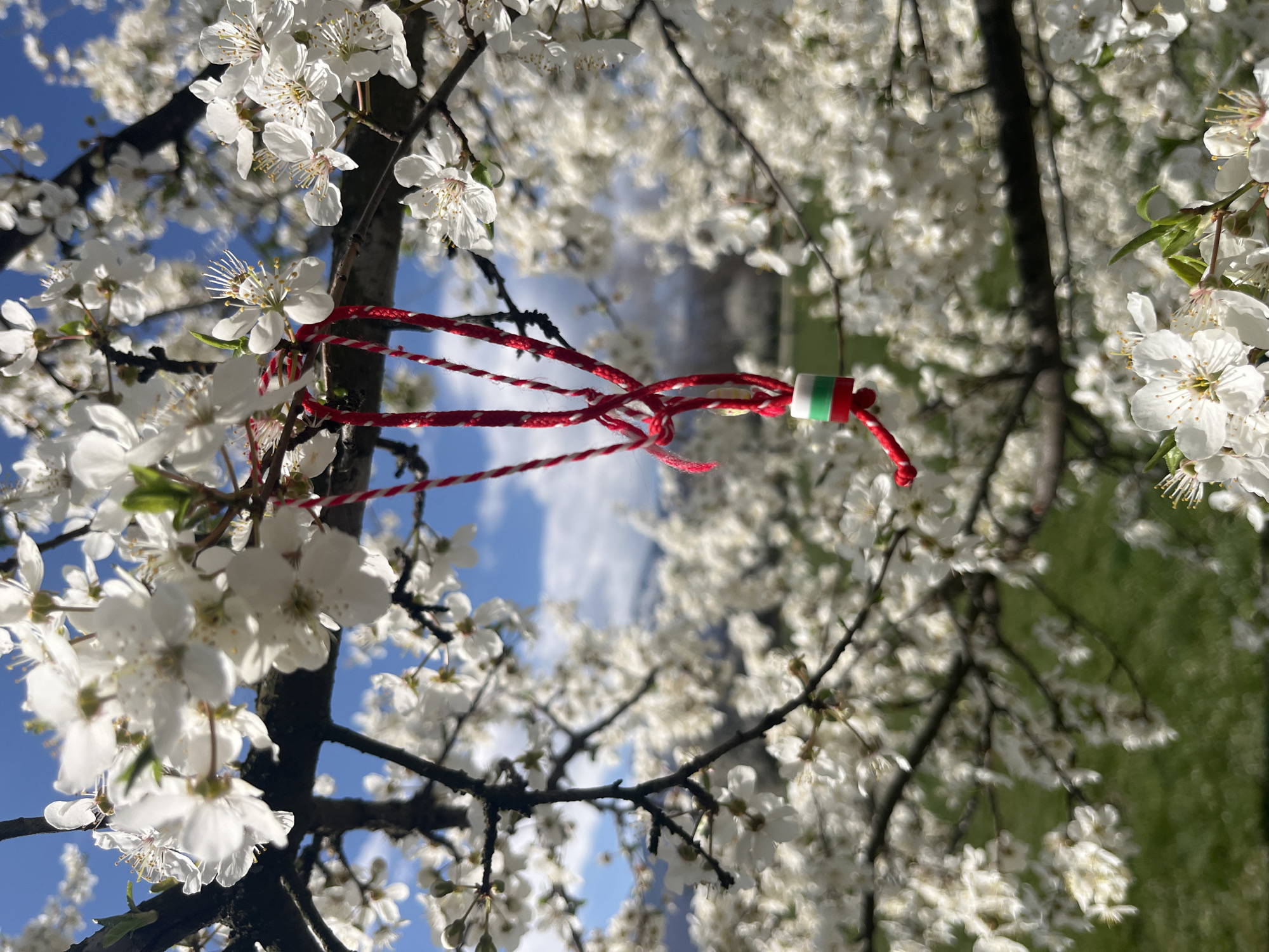The image shows a blossoming tree branch with white flowers. Tied to the branch is a red and white twisted thread, typical of a Bulgarian "martenitsa," with a small bead featuring green, white, and red stripes. The background reveals additional blossoms and a glimpse of the sky. While the specific location within Sofia cannot be determined solely from the image, the presence of the martenitsa is indicative of Bulgarian culture, suggesting it is likely taken in Bulgaria. The martenitsa is traditionally tied to trees in spring.