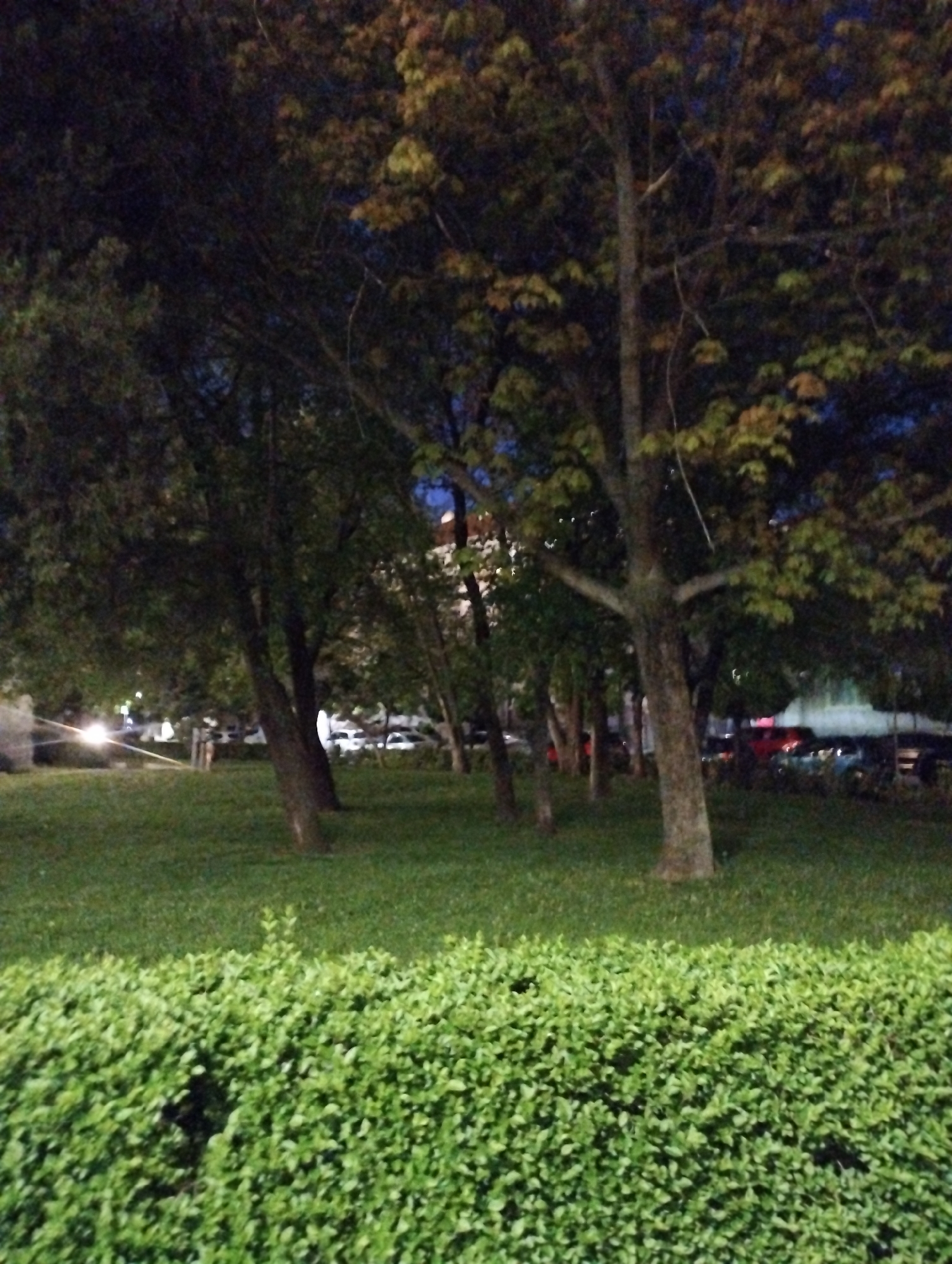 The image displays an outdoor scene at night or late dusk, likely in a park or green area. A dense, vibrant green hedge occupies the foreground, stretching across the bottom of the frame. Behind the hedge, a vast expanse of well-kept green grass covers the midground. Several mature trees with dark trunks and canopies of green and brownish-green leaves are scattered across the lawn. The trees are largely silhouetted against a dark, deep blue sky.
In the background, beyond the trees and grass, faint artificial lights are visible. Bright white light sources on the far left, possibly headlights from cars or a street lamp, create a prominent lens flare. Further back, indistinct shapes suggest buildings and parked vehicles, indicating the presence of a road or parking area adjacent to the green space. The overall lighting is low, contributing to a slightly grainy texture. No specific activity or event is clearly depicted, and no individuals are distinctly visible. There is no discernible text in the image.