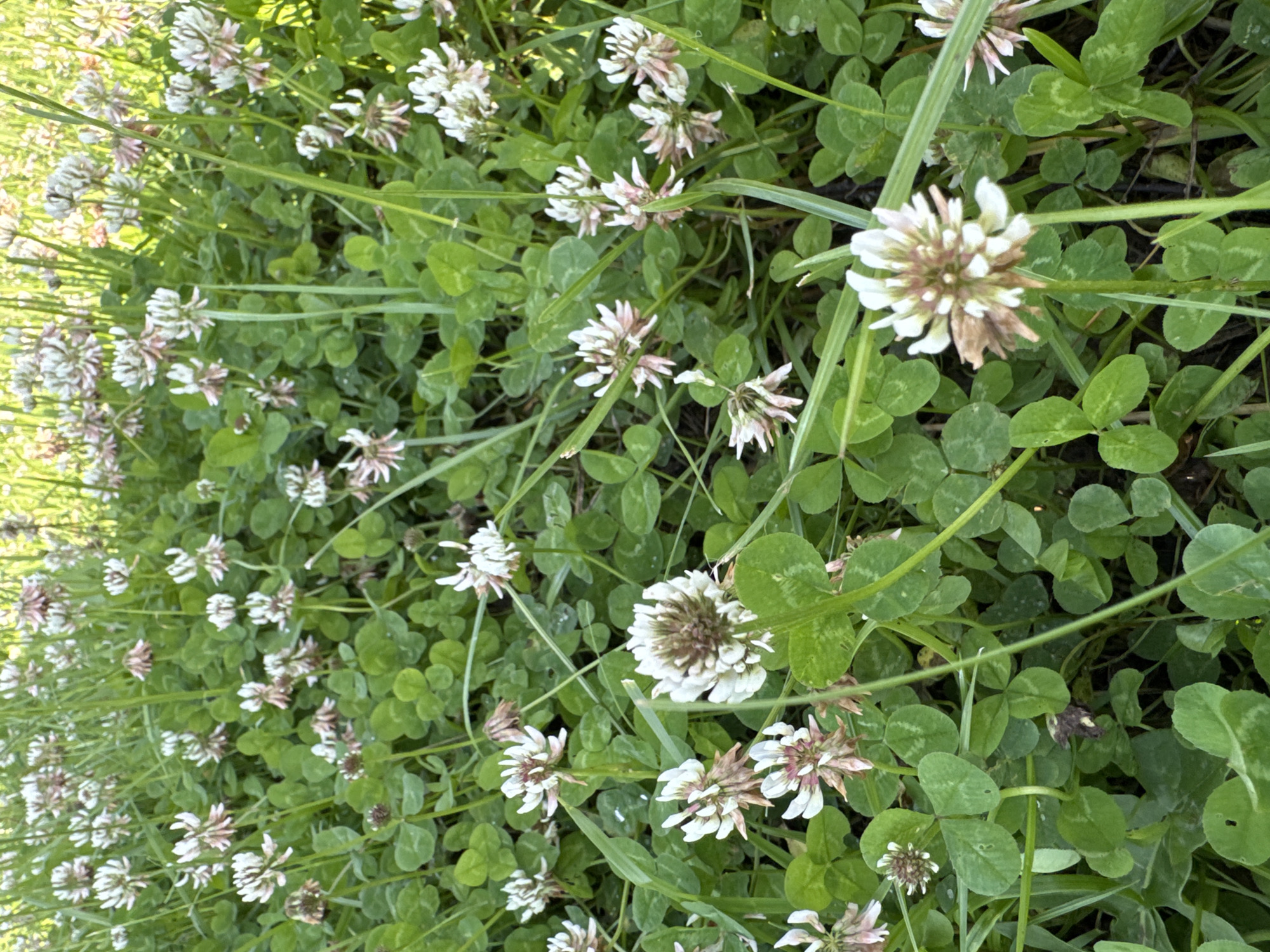 The image depicts a close-up view of a field of white clover flowers and green clover leaves. The flowers are in various stages of bloom, with some fully open and others still developing. The clover is interspersed with blades of green grass. The lighting suggests it is daytime, with sunlight filtering through the foliage. The scene appears natural and undisturbed, with no visible signs of human presence or urban infrastructure. The context of Asha, Russia, is not discernible from the visual information provided in the image itself.