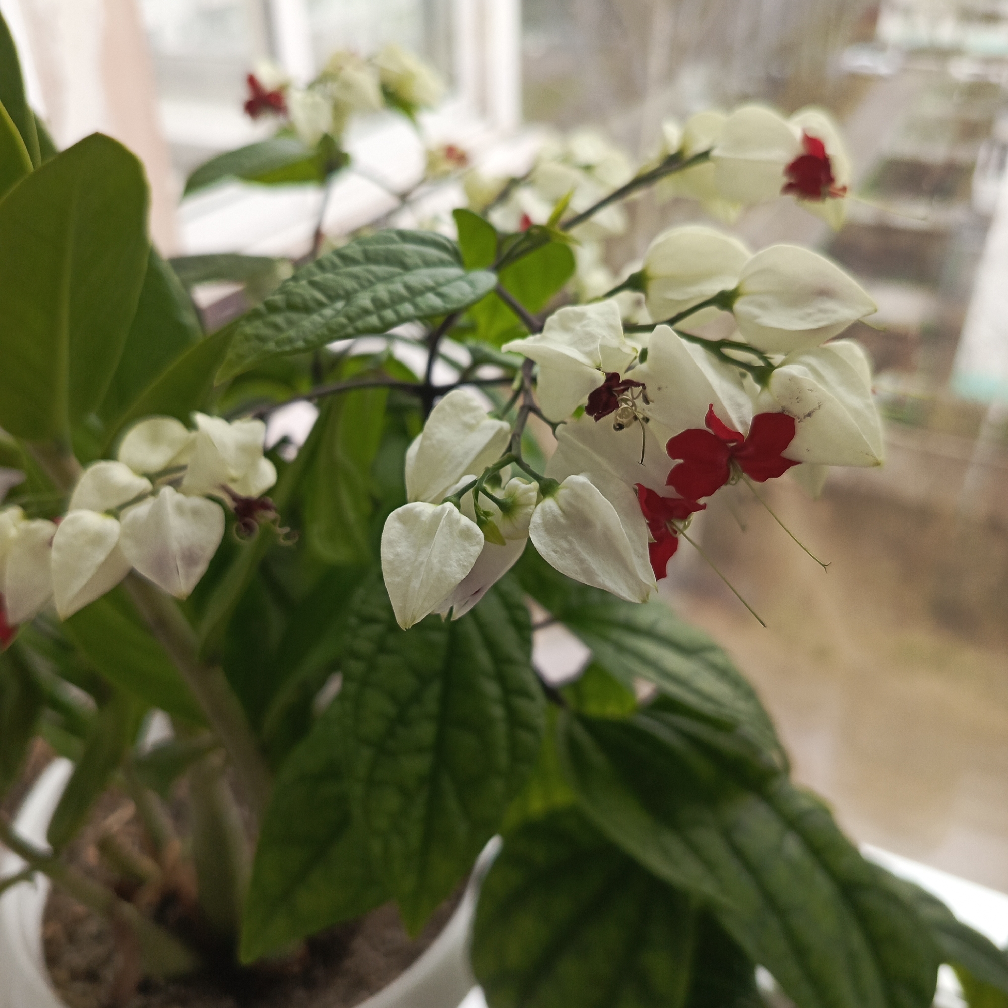 The image shows a Clerodendrum Thomsoniae, also known as a Bleeding Heart Vine, in a white pot. The plant is positioned near a window. The blossoms feature delicate white bracts that enclose vivid red corollas. The green leaves are heart-shaped. The window suggests an indoor setting, potentially within a residential or commercial building. The image's location is Chaikovsky, Russia, as determined by the image's origin.
