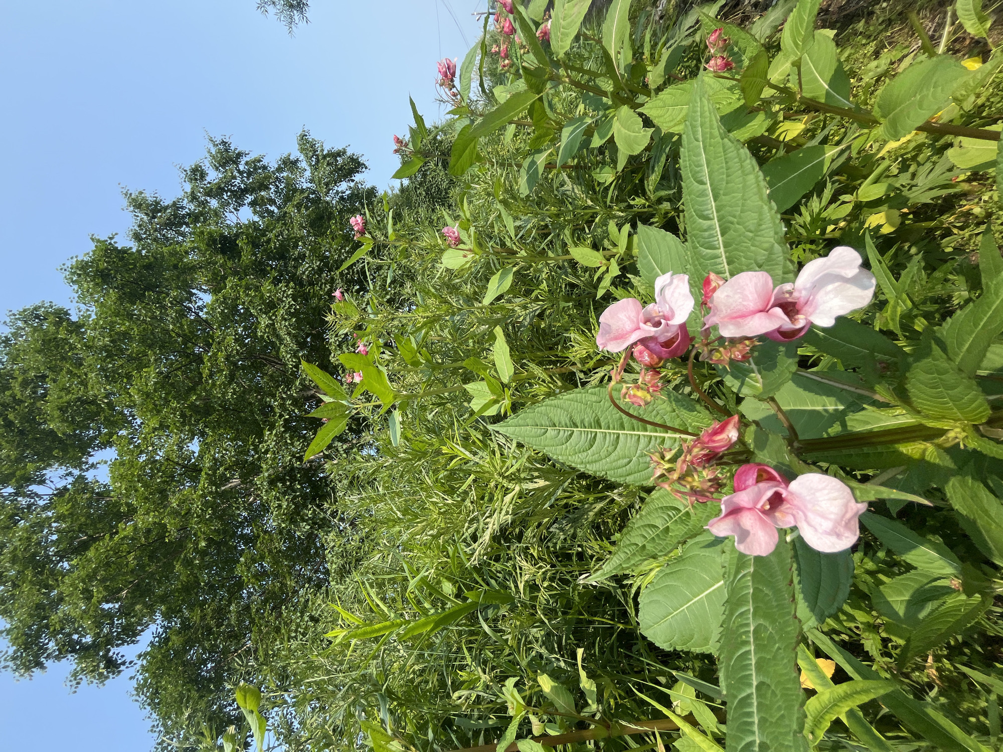 The image shows a close-up view of bright pink flowers with green leaves and stems, set against a backdrop of lush green foliage and a clear blue sky. A large tree with dense green leaves is visible in the upper part of the frame. The scene is outdoors, suggesting a natural environment. There are no people or animals present in the image. The lighting suggests it is daytime. The origin of the image is Petropavlovsk-Kamchatsky, Russia, but the image itself does not contain any specific markers of this location.